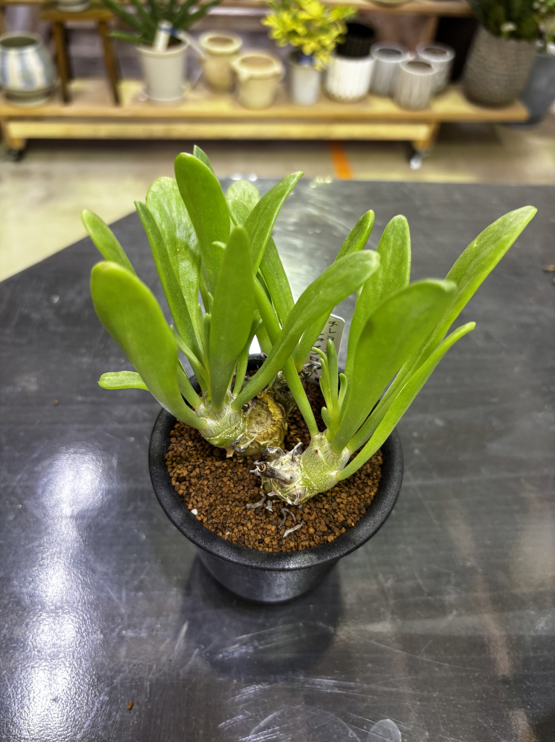 レア塊根（オトンナ/チレコドン）MIX 3号 - 画像 (21)