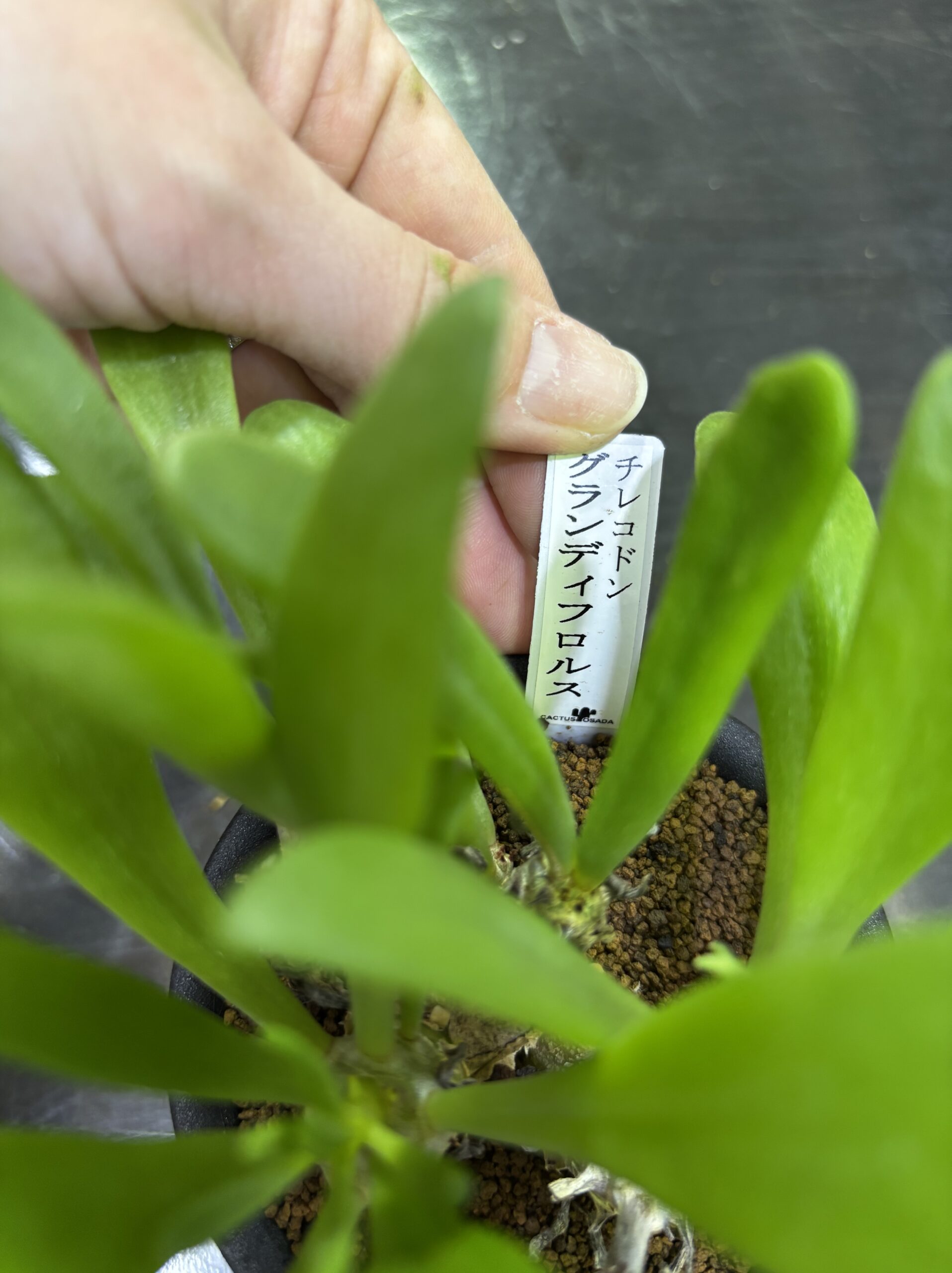 レア塊根（オトンナ/チレコドン）MIX 3号 - 画像 (22)