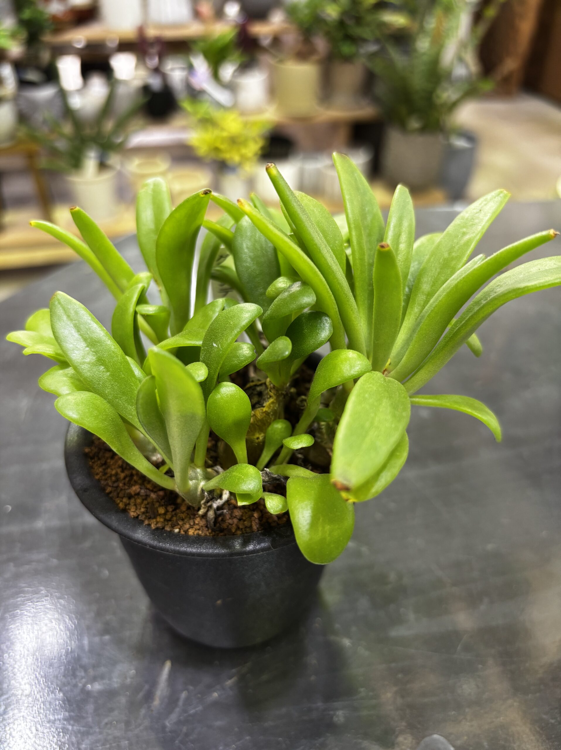 レア塊根（オトンナ/チレコドン）MIX 3号 - 画像 (23)