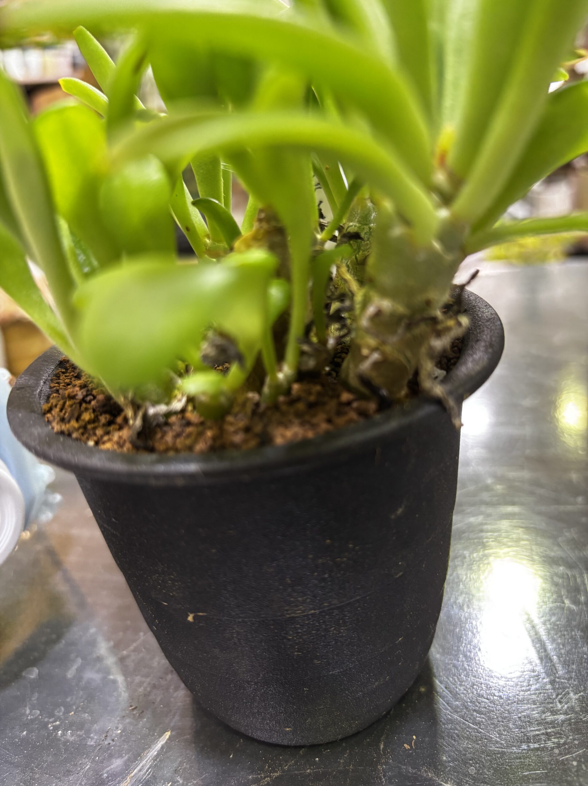 レア塊根（オトンナ/チレコドン）MIX 3号 - 画像 (24)