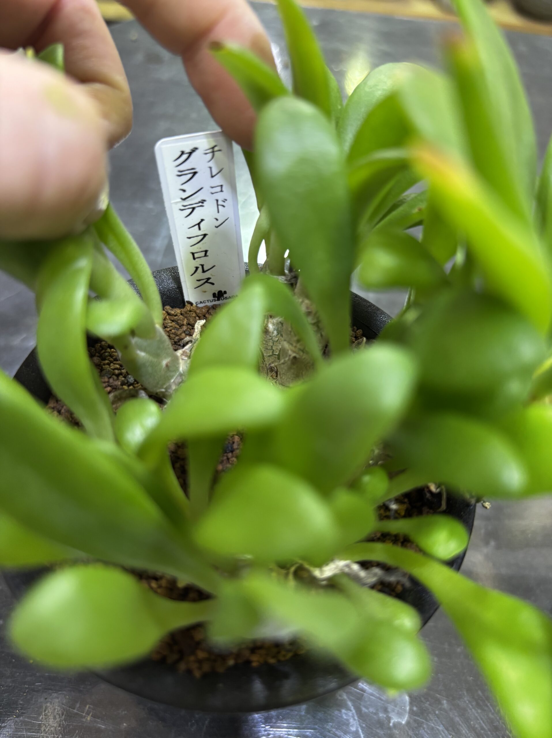 レア塊根（オトンナ/チレコドン）MIX 3号 - 画像 (25)