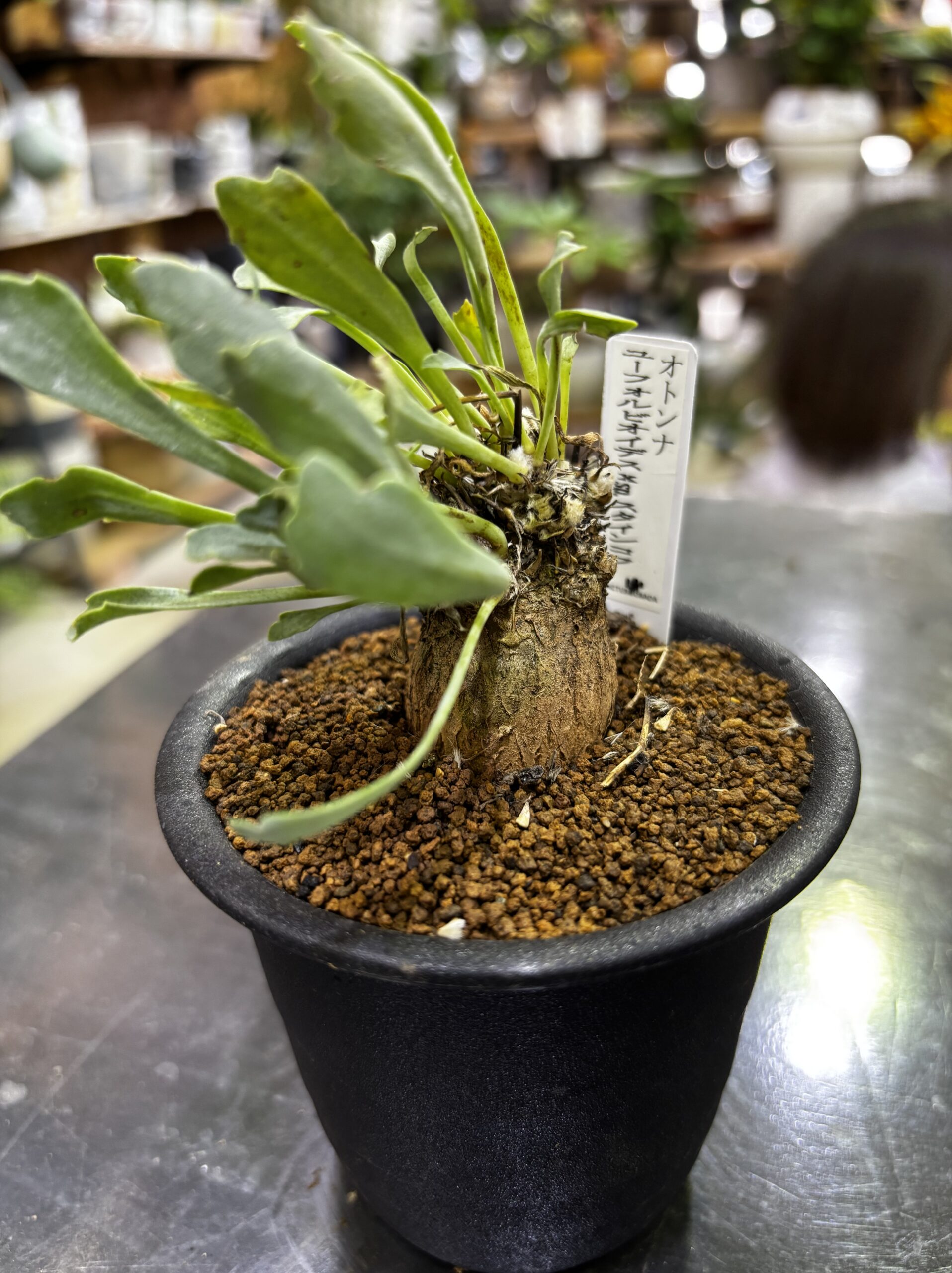 レア塊根（オトンナ/チレコドン）MIX 3号 - 画像 (26)