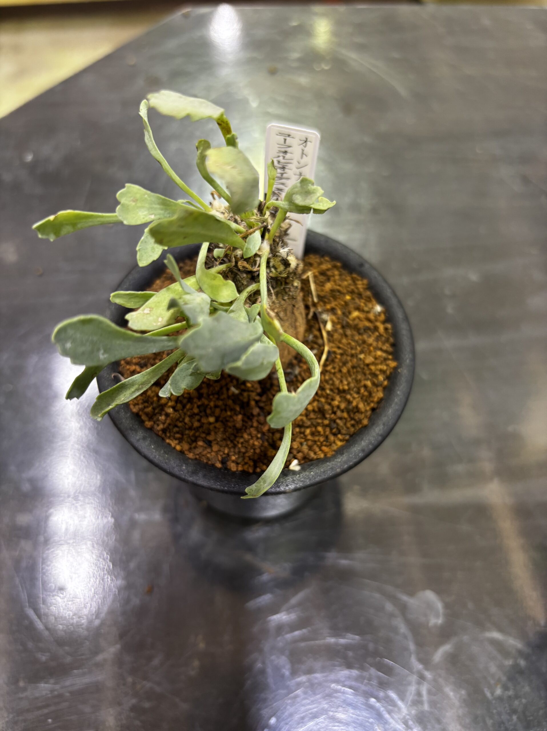 レア塊根（オトンナ/チレコドン）MIX 3号 - 画像 (27)