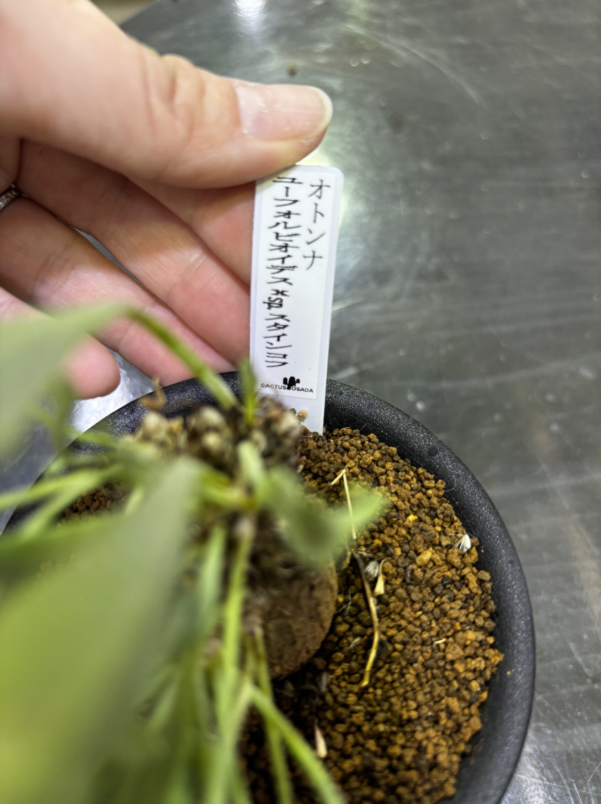 レア塊根（オトンナ/チレコドン）MIX 3号 - 画像 (28)