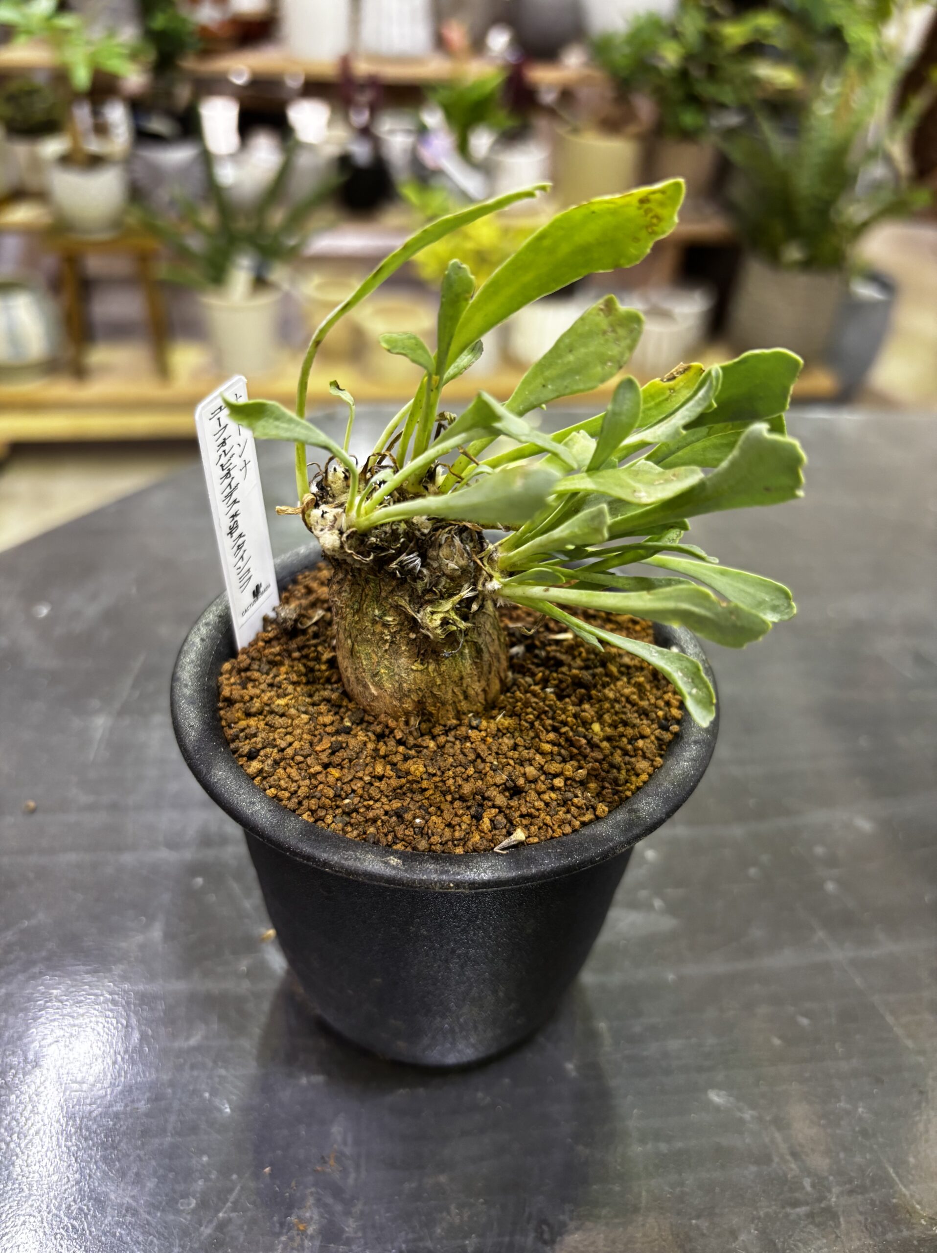 レア塊根（オトンナ/チレコドン）MIX 3号 - 画像 (29)