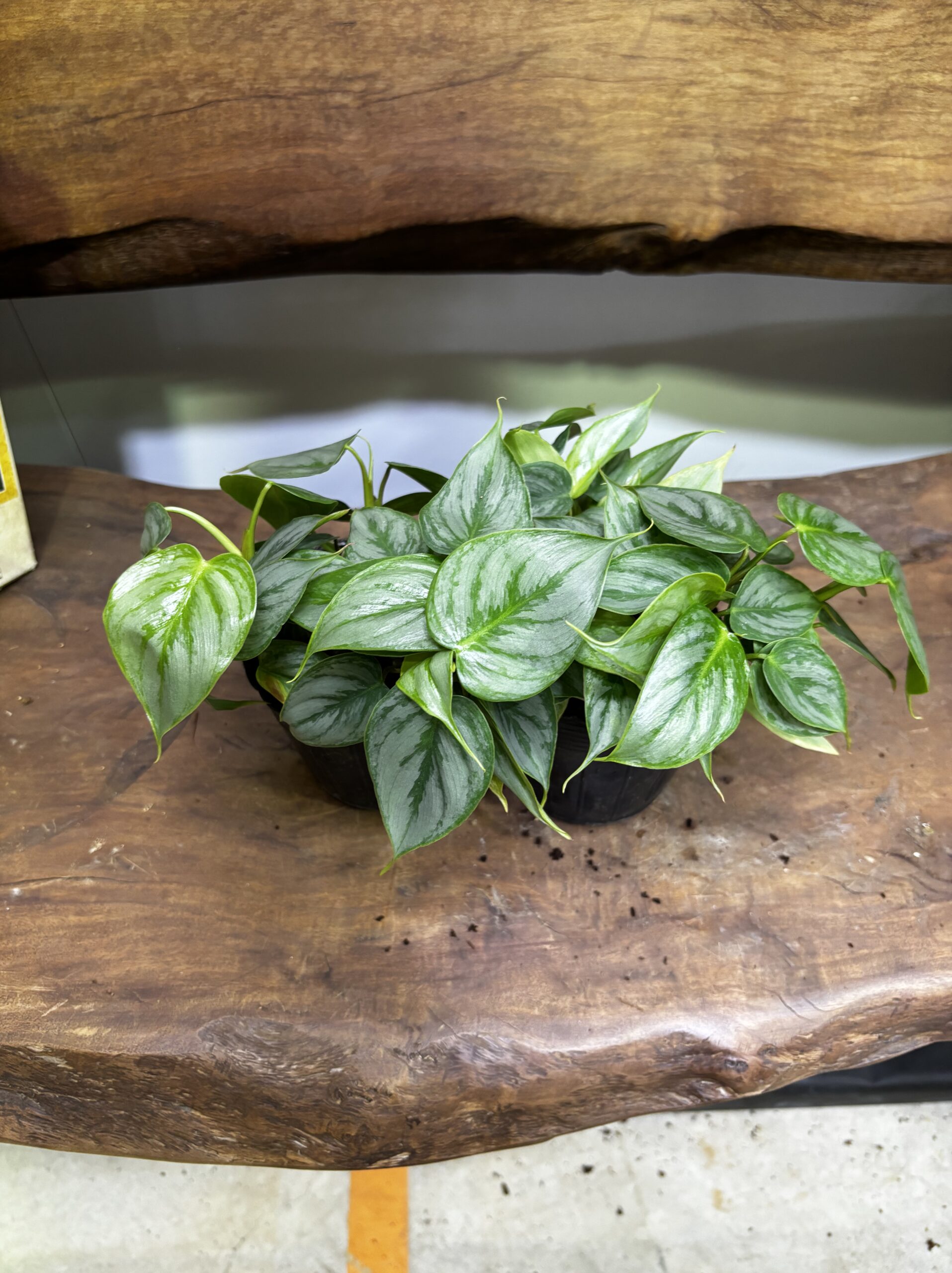 フィロデンドロン・ソディロイ 2ポットセット