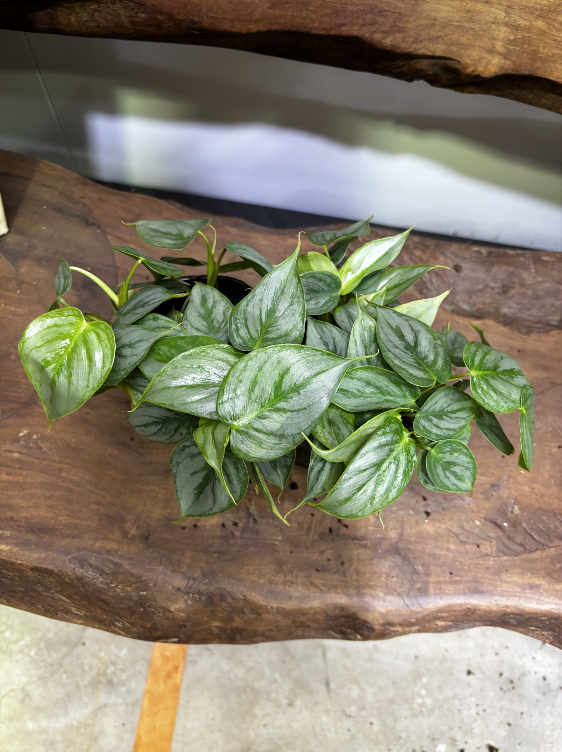 フィロデンドロン・ソディロイ 2ポットセット - 画像 (2)