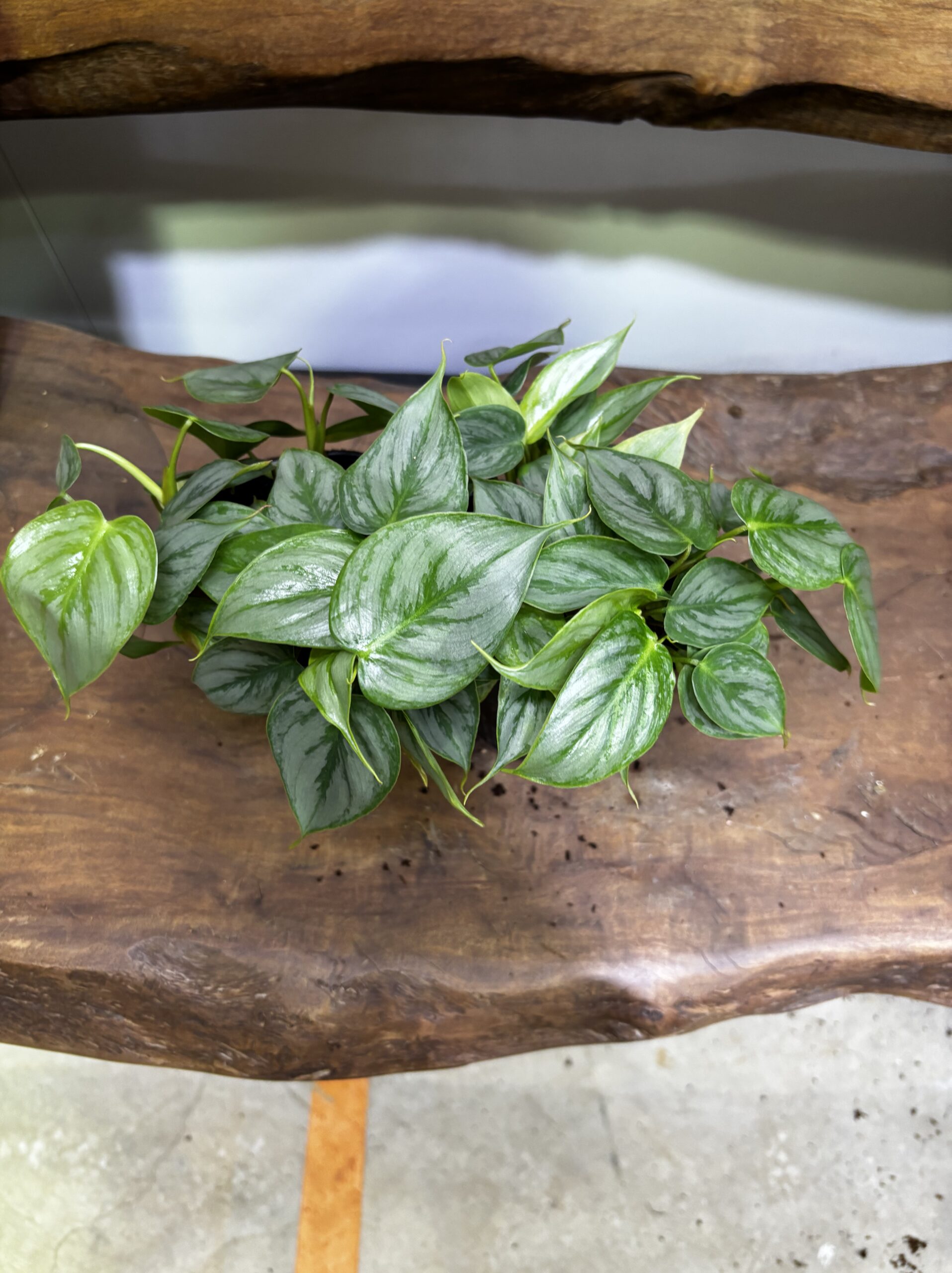 フィロデンドロン・ソディロイ 2ポットセット - 画像 (3)