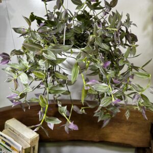 トラディスカンティア ラベンダー 6号 吊り鉢 | Plants Shop Big Smile