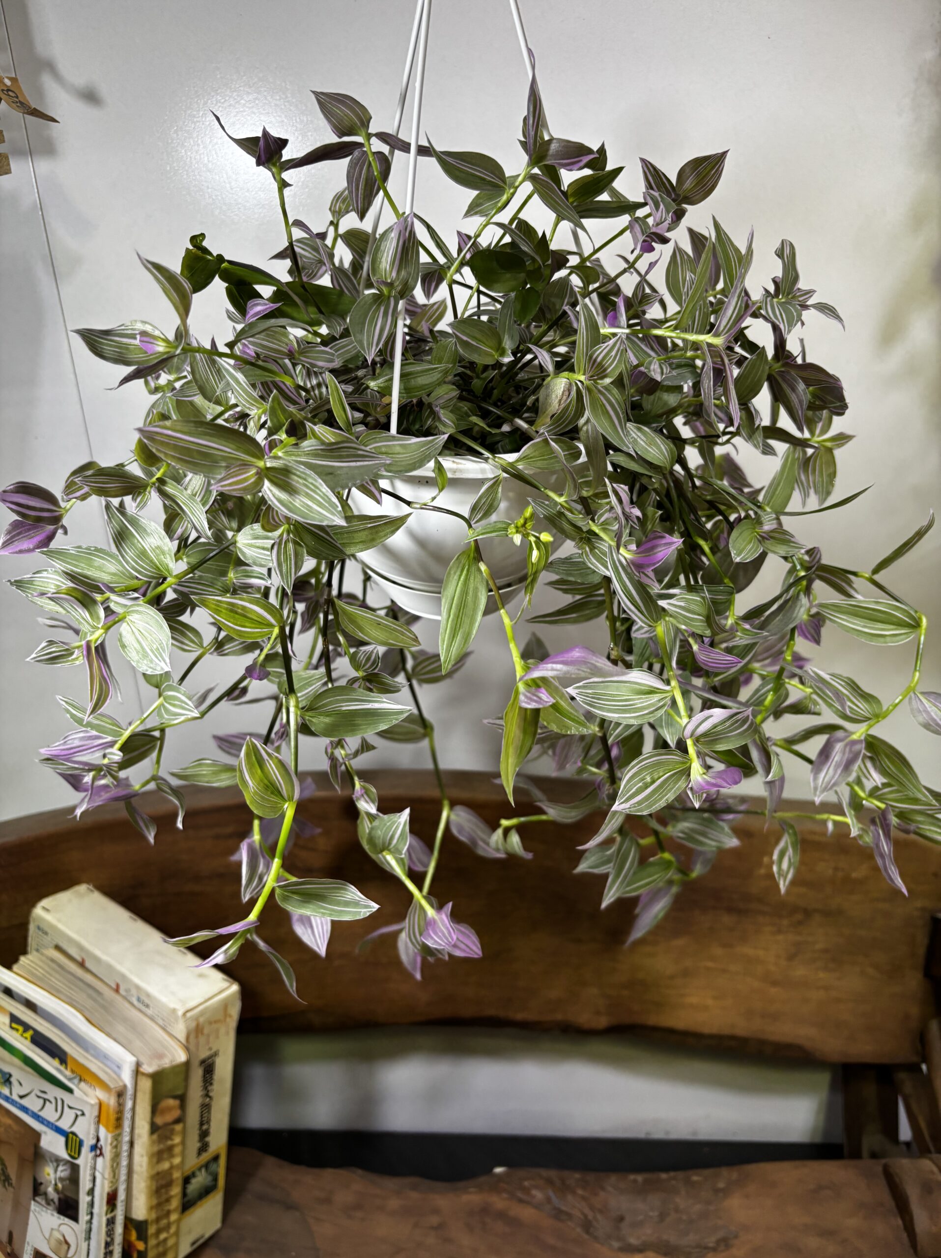 トラディスカンティア ラベンダー 6号 吊り鉢