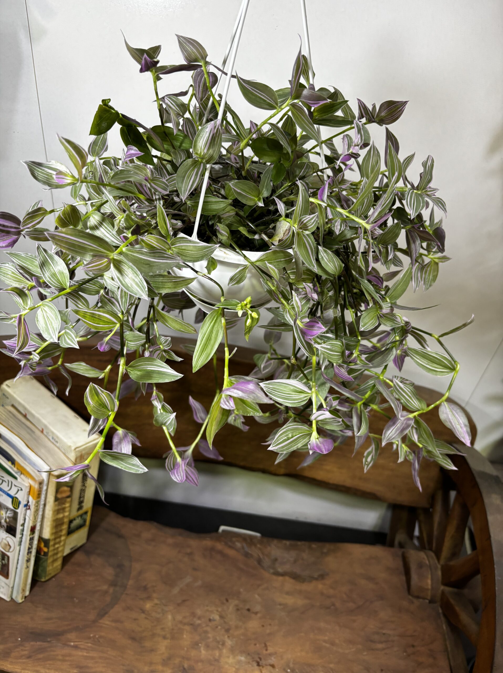 トラディスカンティア ラベンダー 6号 吊り鉢 - 画像 (2)