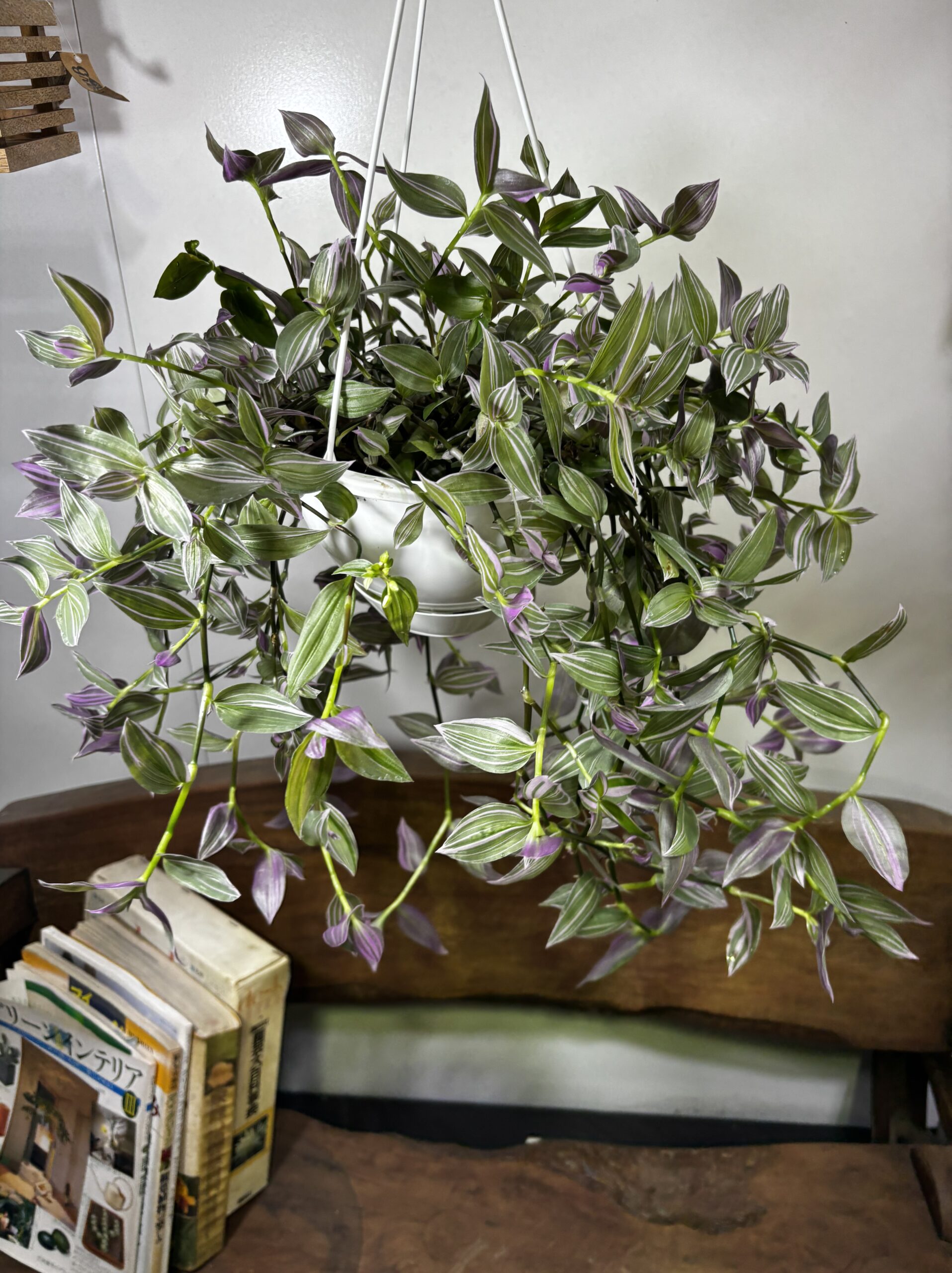 トラディスカンティア ラベンダー 6号 吊り鉢 - 画像 (3)