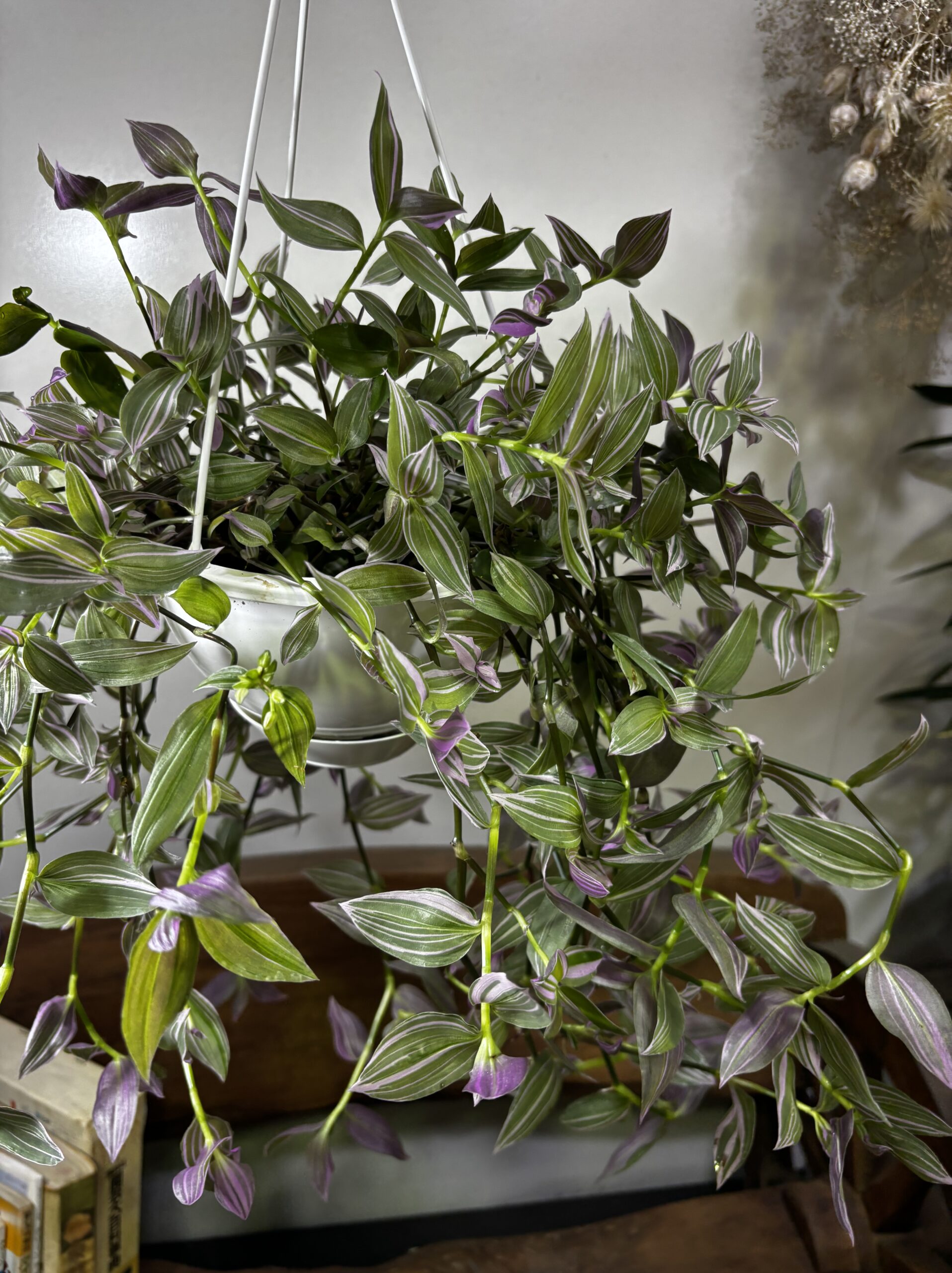 トラディスカンティア ラベンダー 6号 吊り鉢 - 画像 (4)