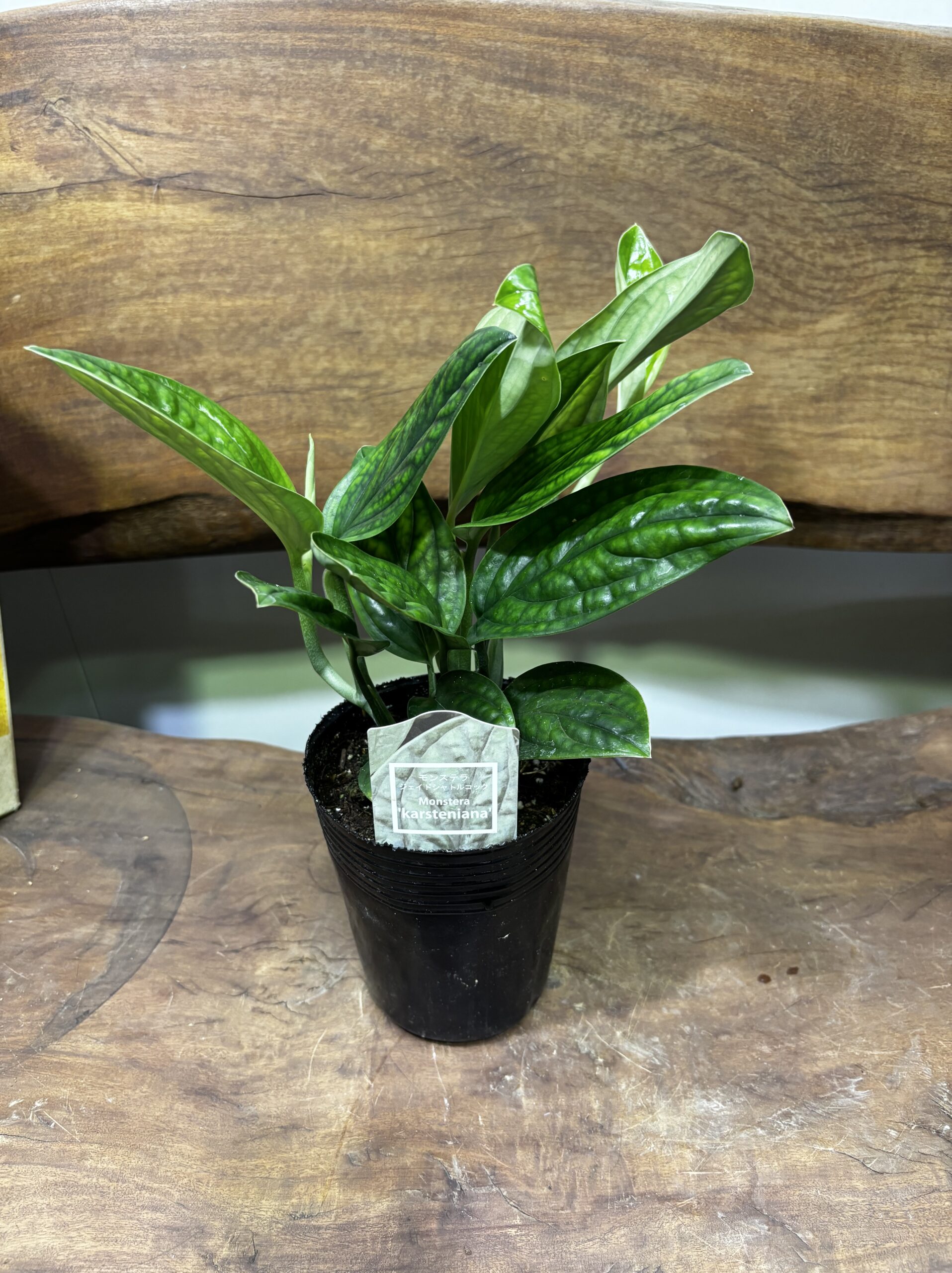 モンステラ・ジェイドシャトルコック 3.5号