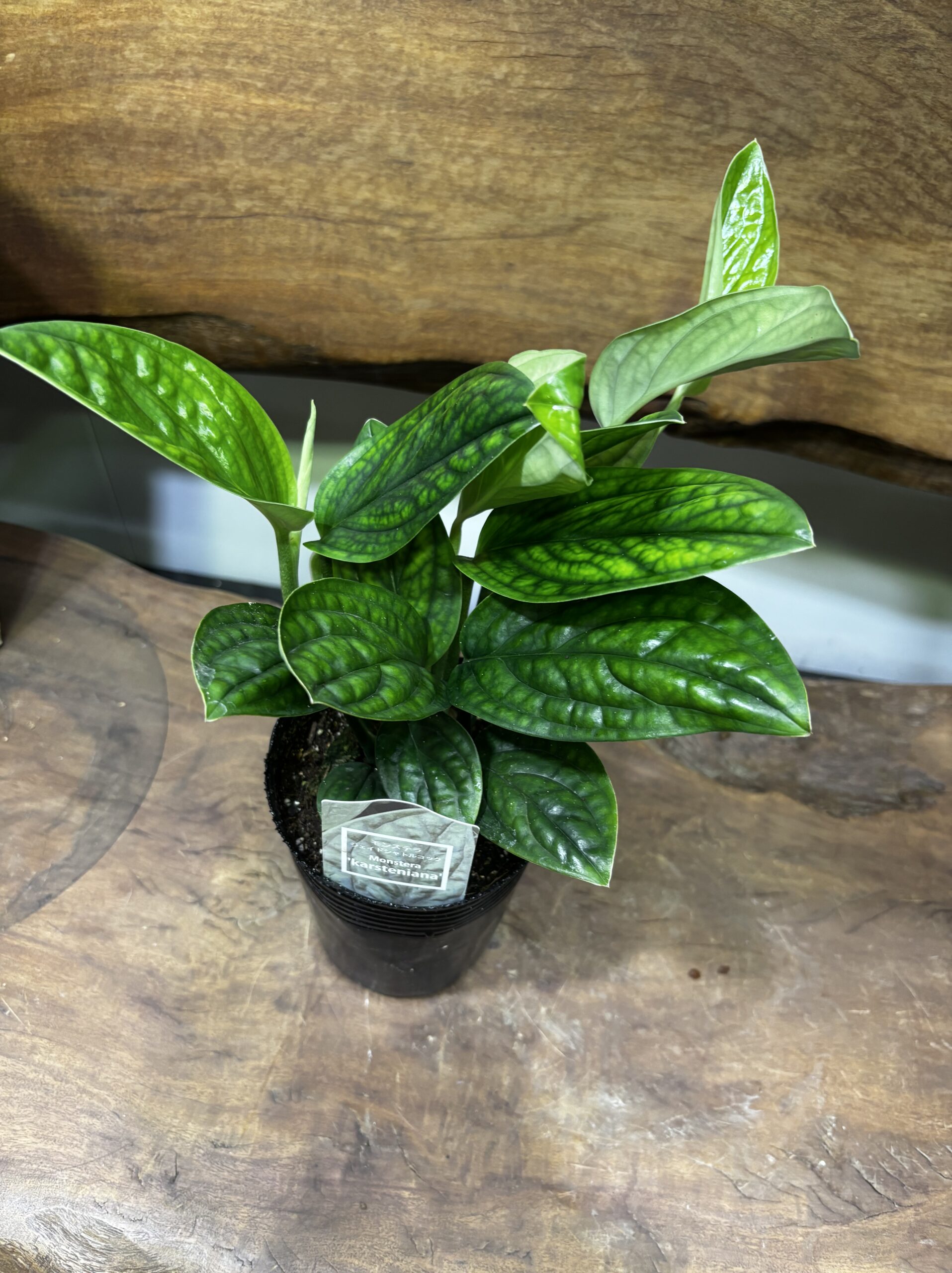 モンステラ・ジェイドシャトルコック　3.5号 - 画像 (2)