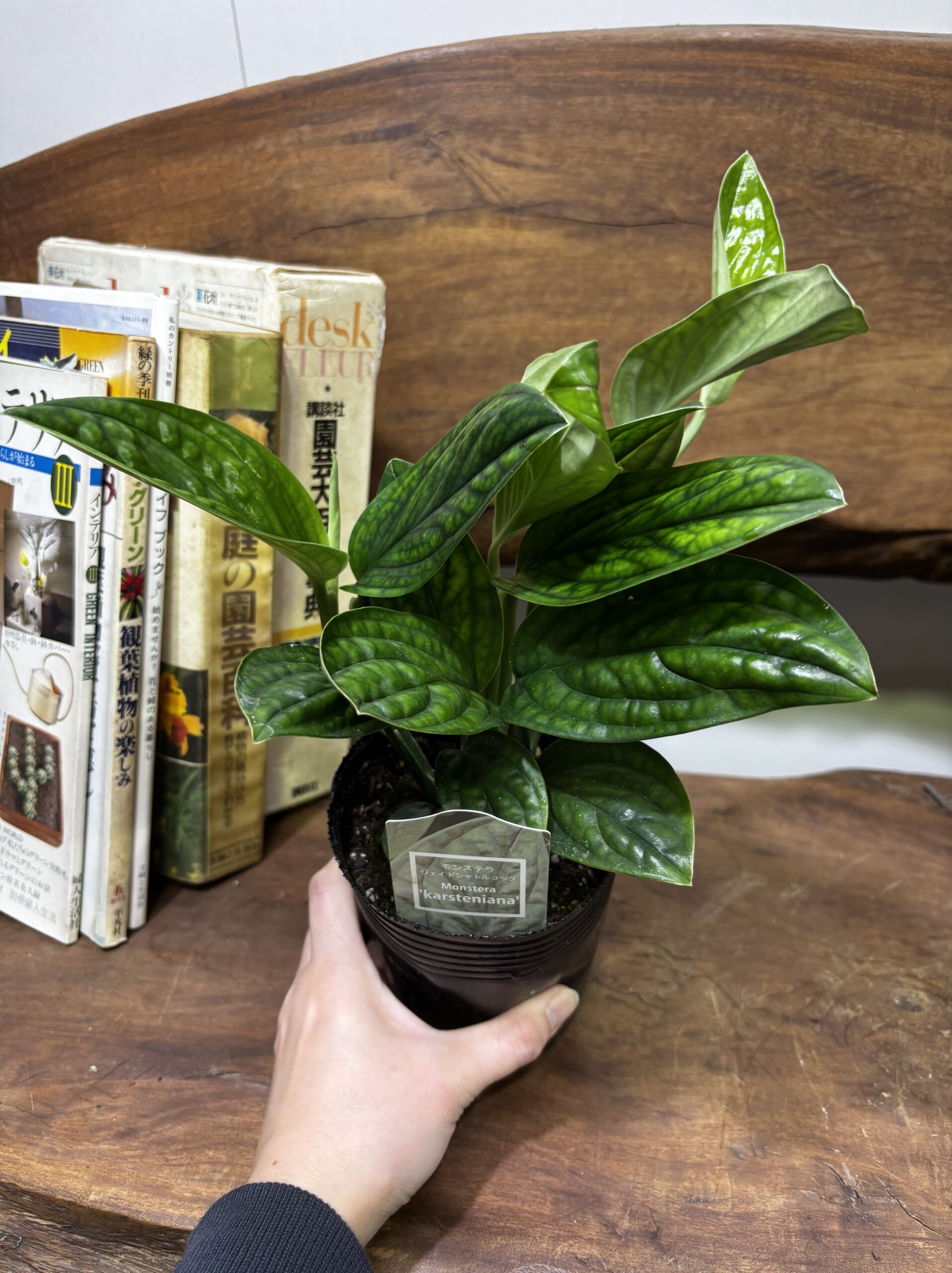 モンステラ・ジェイドシャトルコック　3.5号 - 画像 (3)