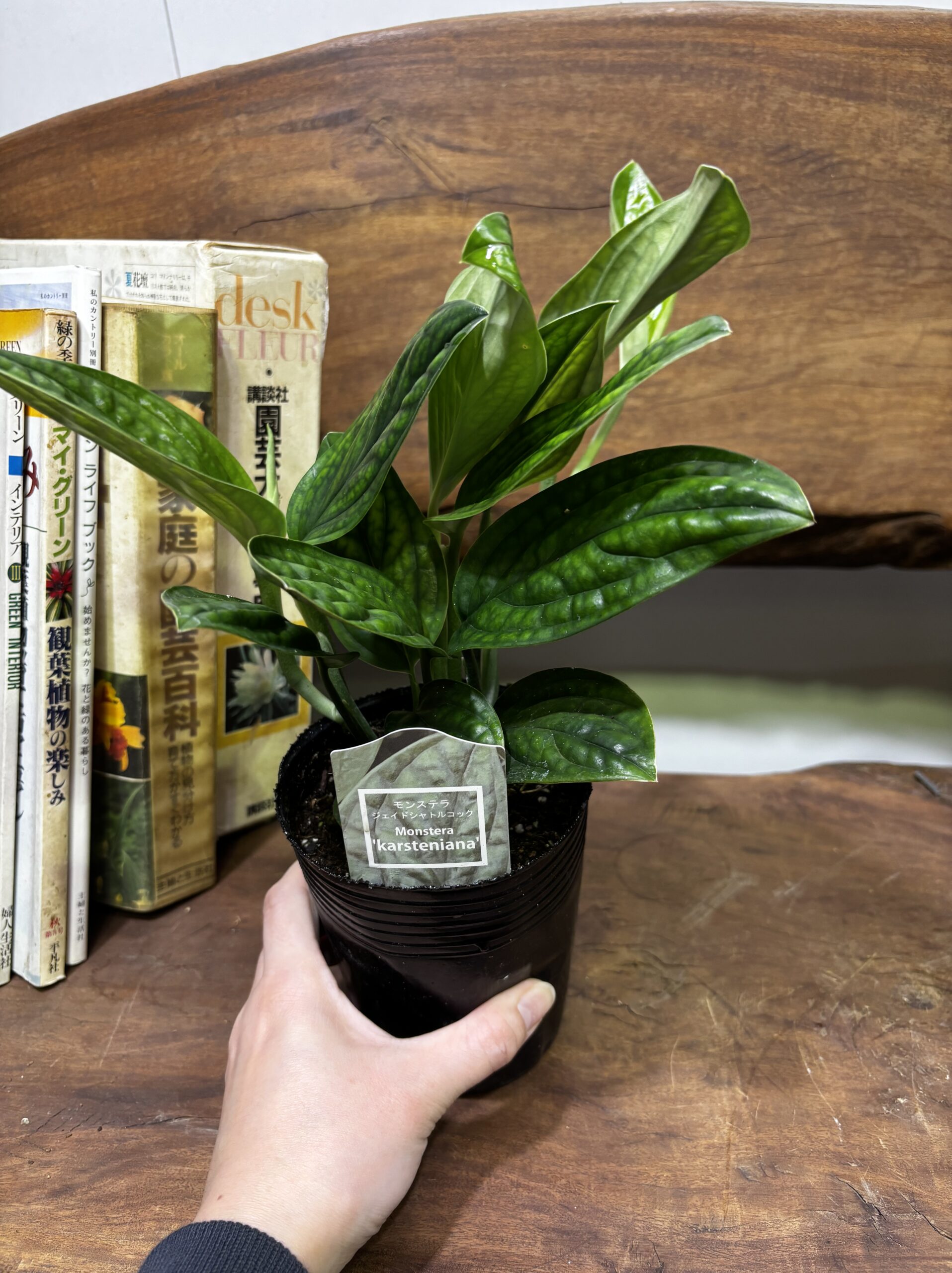 モンステラ・ジェイドシャトルコック　3.5号 - 画像 (4)