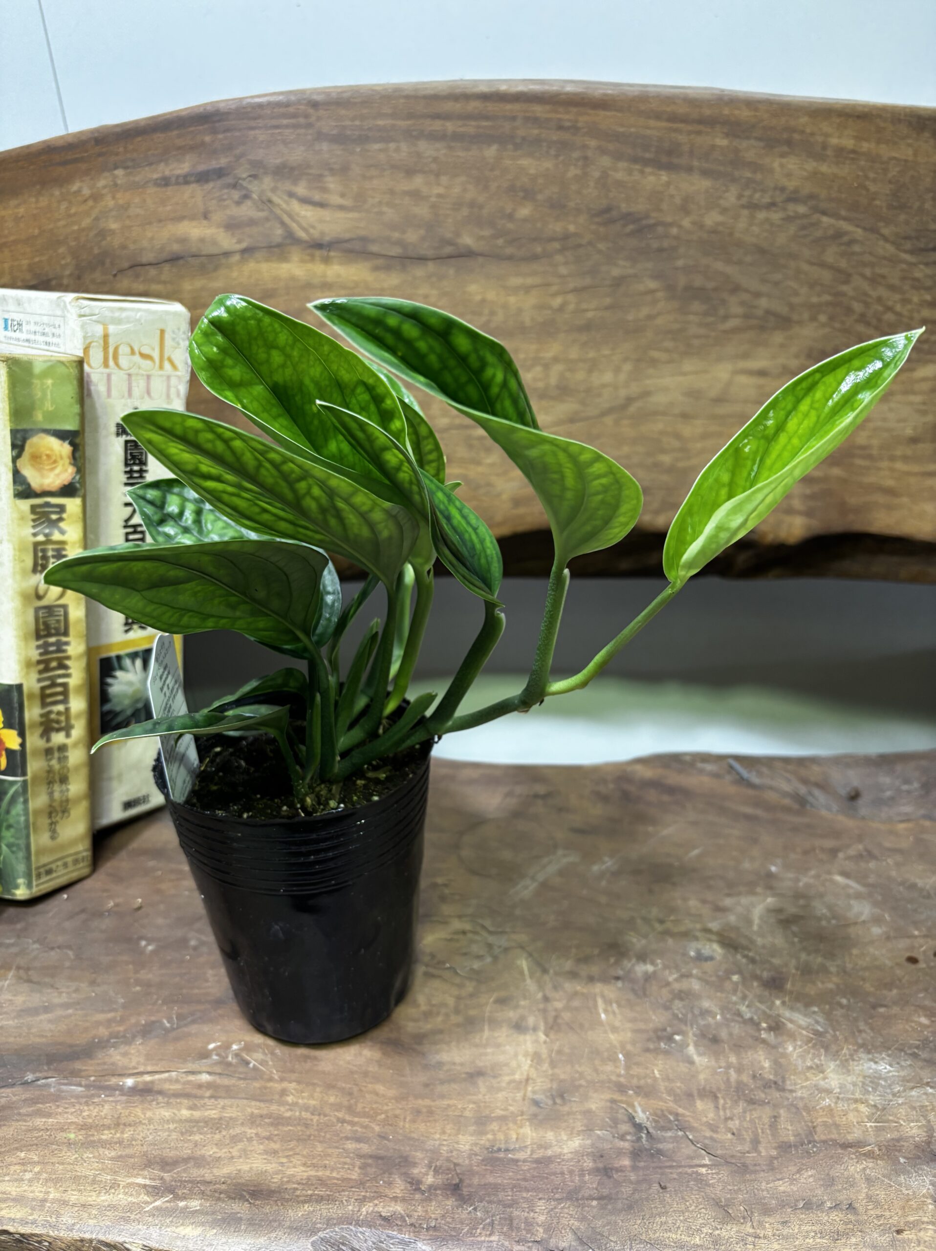 モンステラ・ジェイドシャトルコック　3.5号 - 画像 (5)