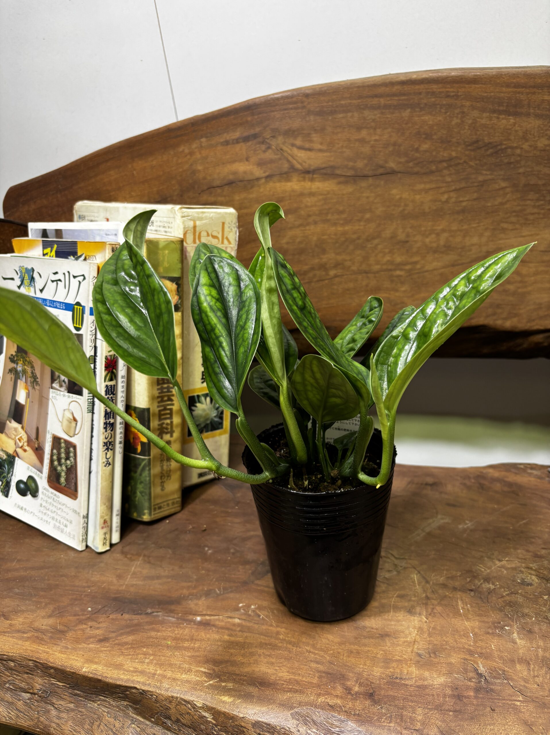 モンステラ・ジェイドシャトルコック　3.5号 - 画像 (6)