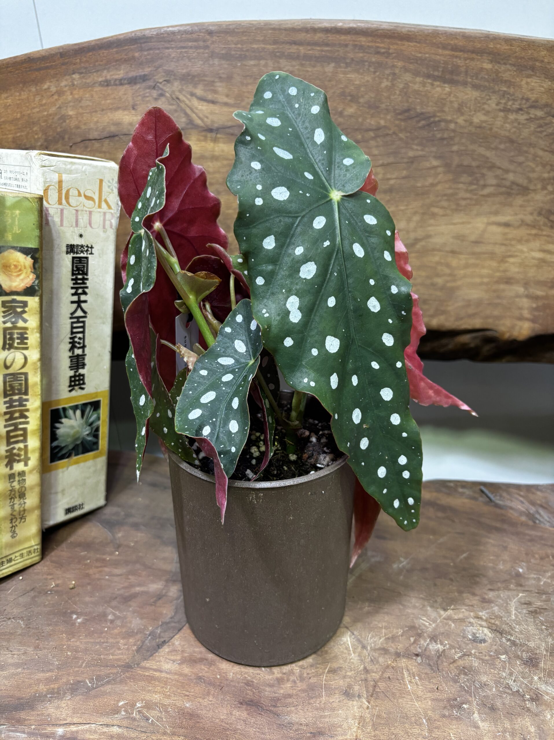 ベゴニア・マクラータ　4.5号 - 画像 (2)