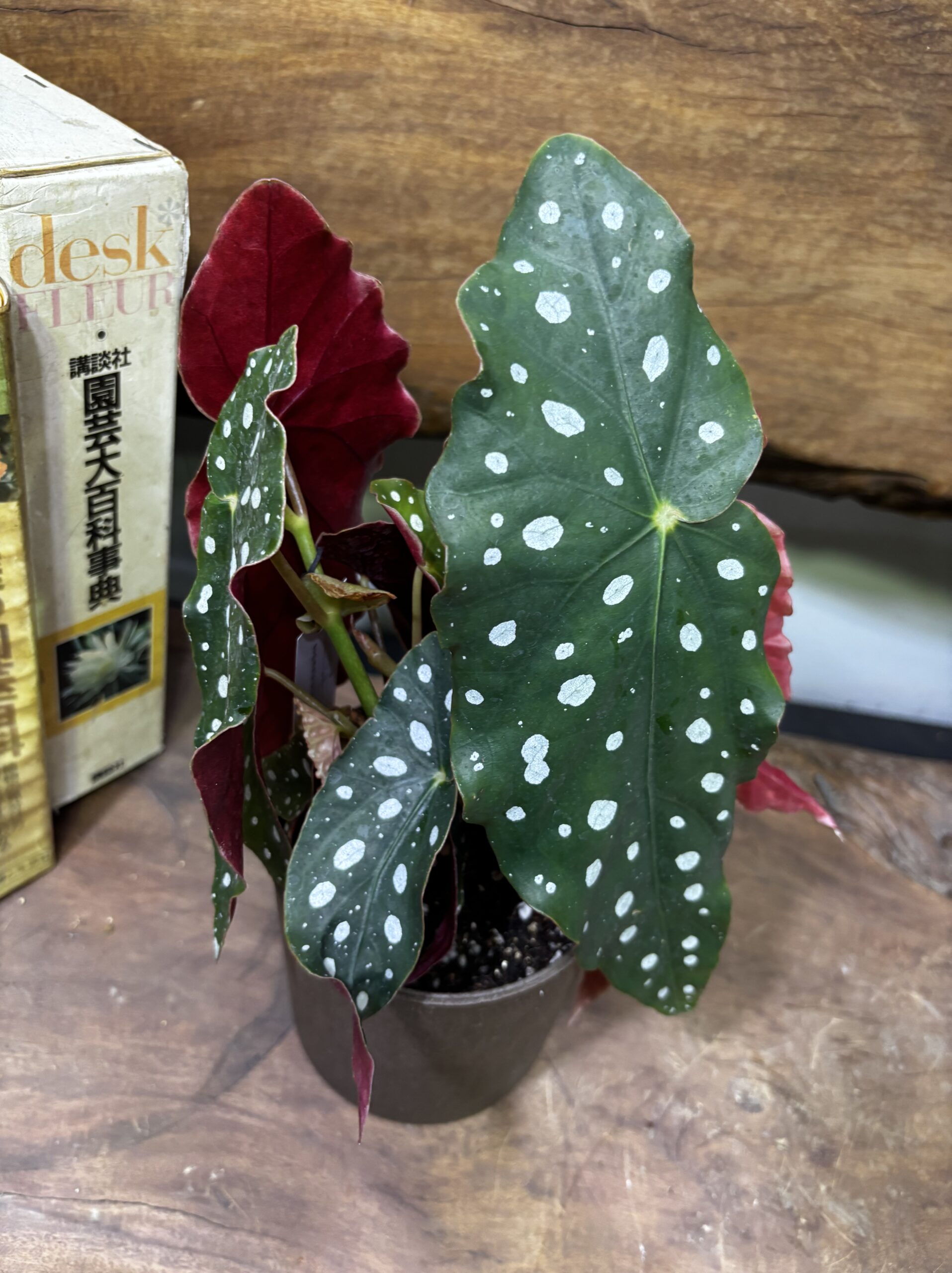 ベゴニア・マクラータ　4.5号 - 画像 (3)