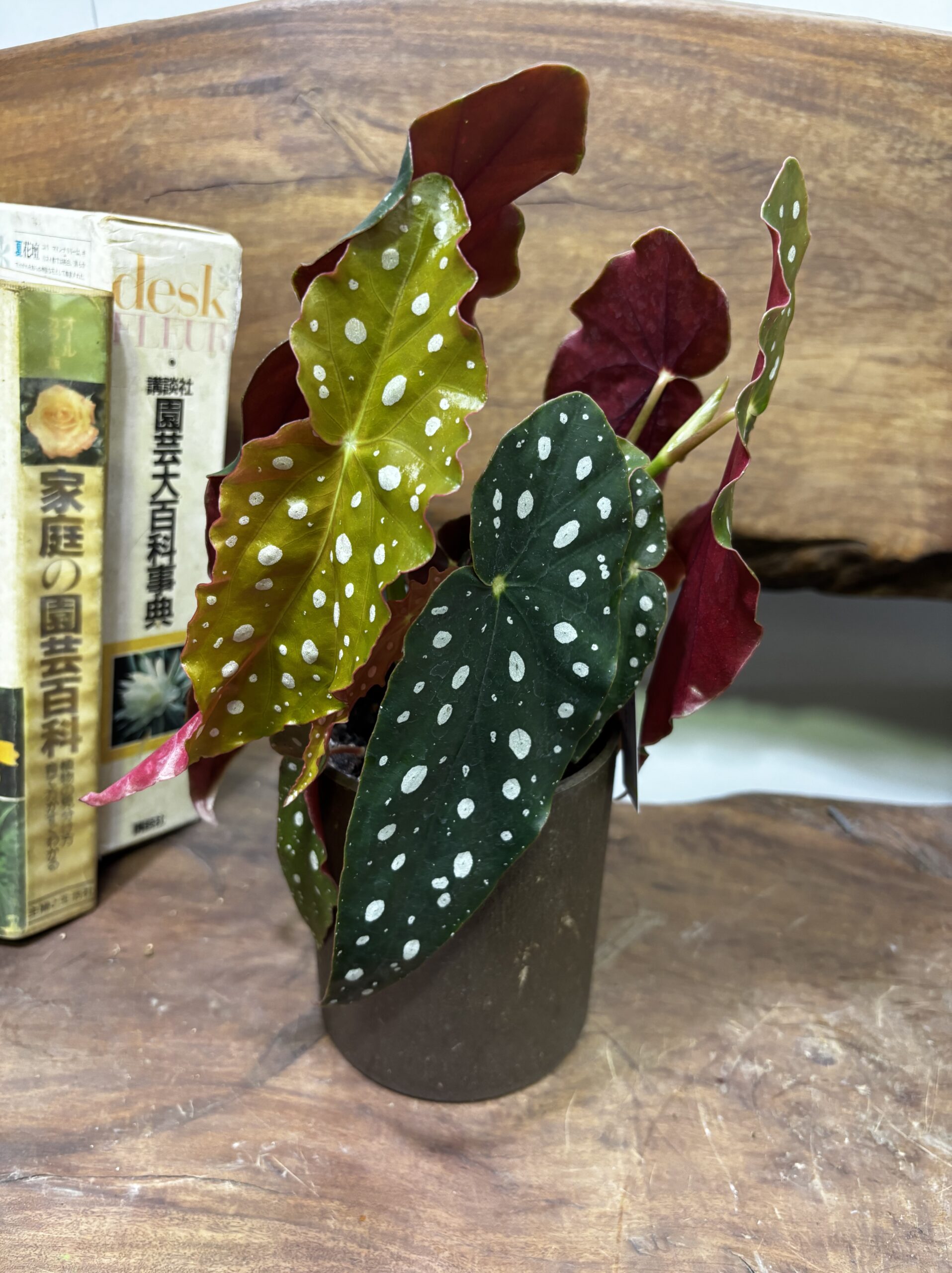 ベゴニア・マクラータ 4.5号