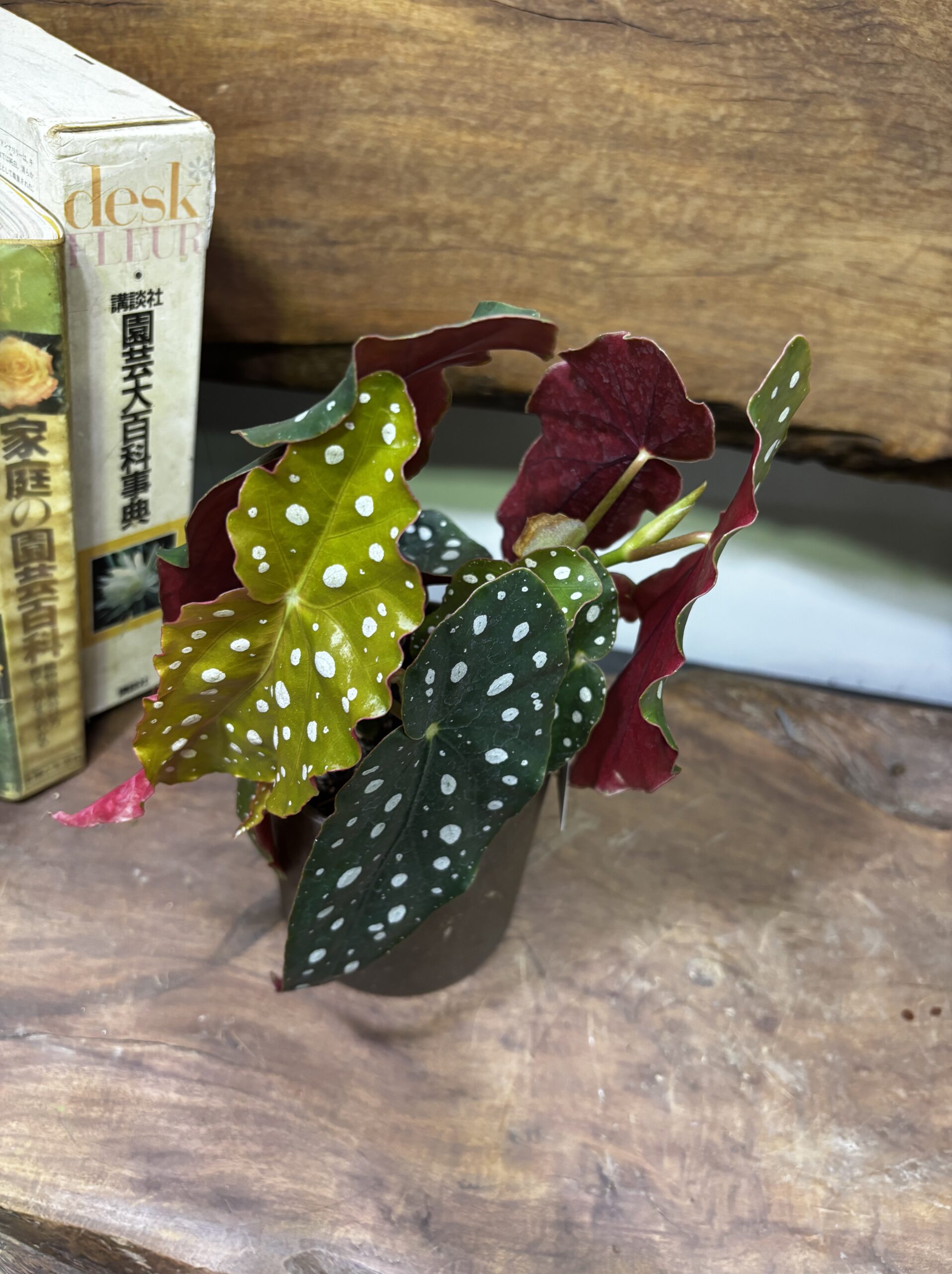 ベゴニア・マクラータ　4.5号 - 画像 (5)