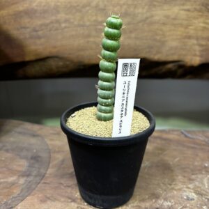 ユーキニア・スピラリス　だんご状態やん Eulychnia castanea f. spiralis 【ユーリキニア・カスタネア