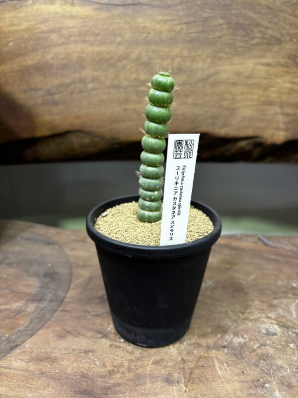 ユーリキニア・カスタネア・スピラリス 3.5号 | Plants Shop Big Smile