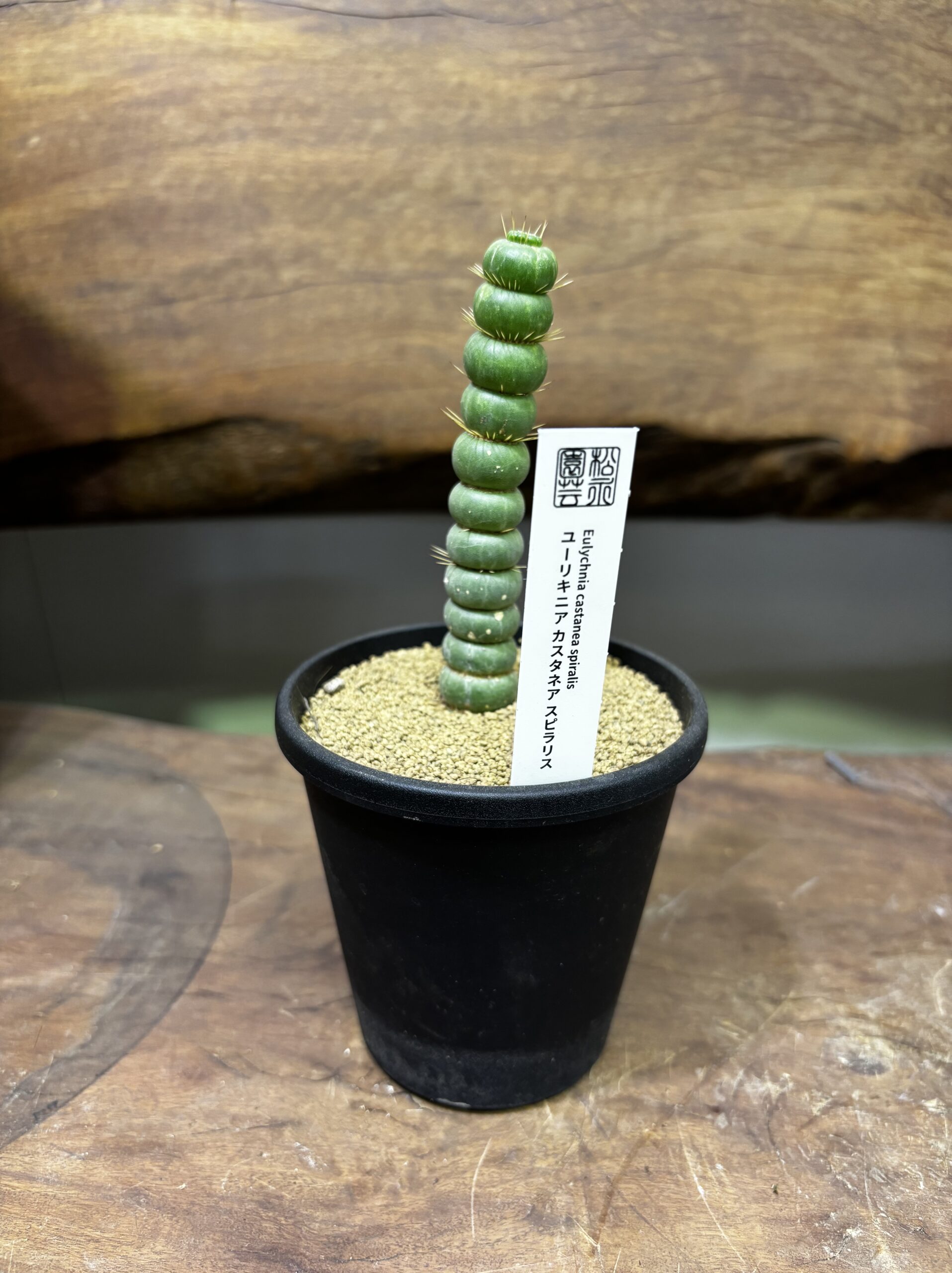 ユーリキニア・カスタネア・スピラリス 3.5号