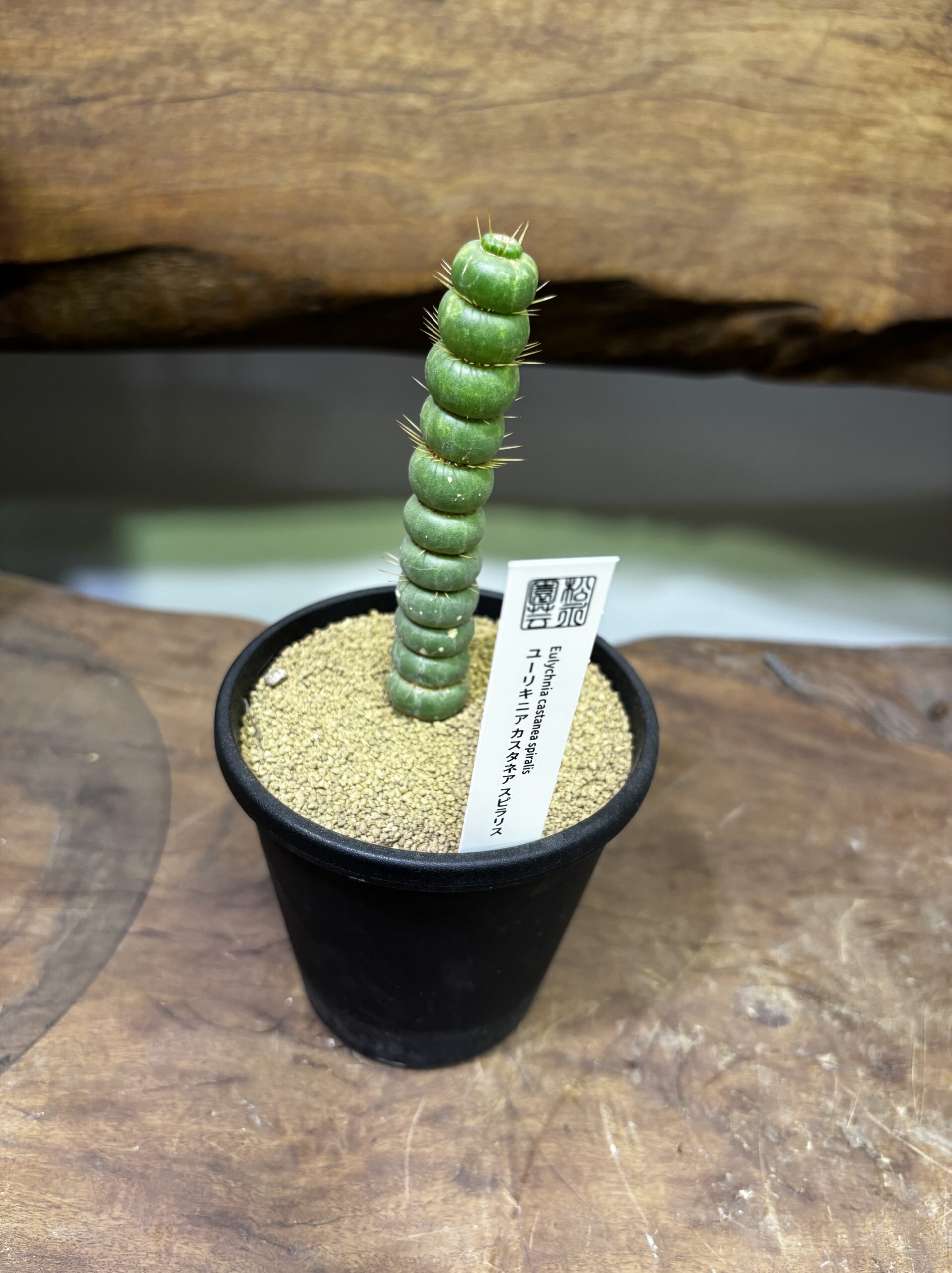 ユーリキニア・カスタネア・スピラリス 3.5号 - 画像 (2)