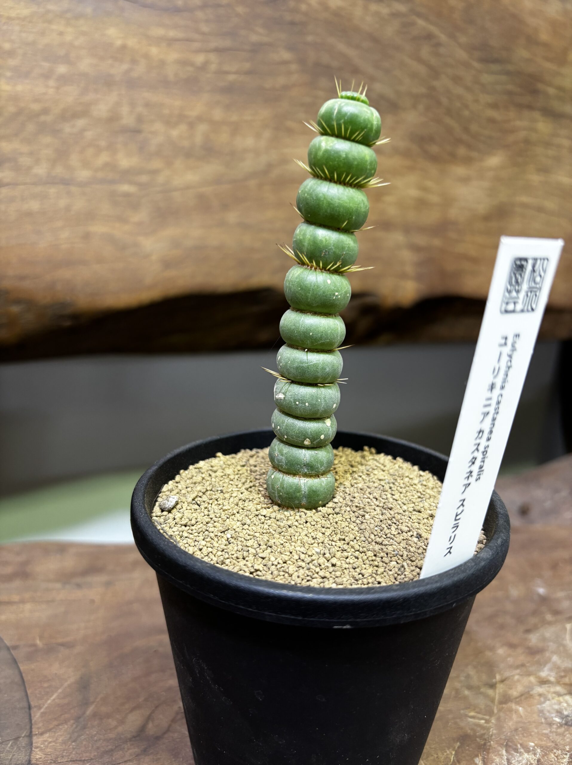 ユーリキニア・カスタネア・スピラリス 3.5号 - 画像 (3)