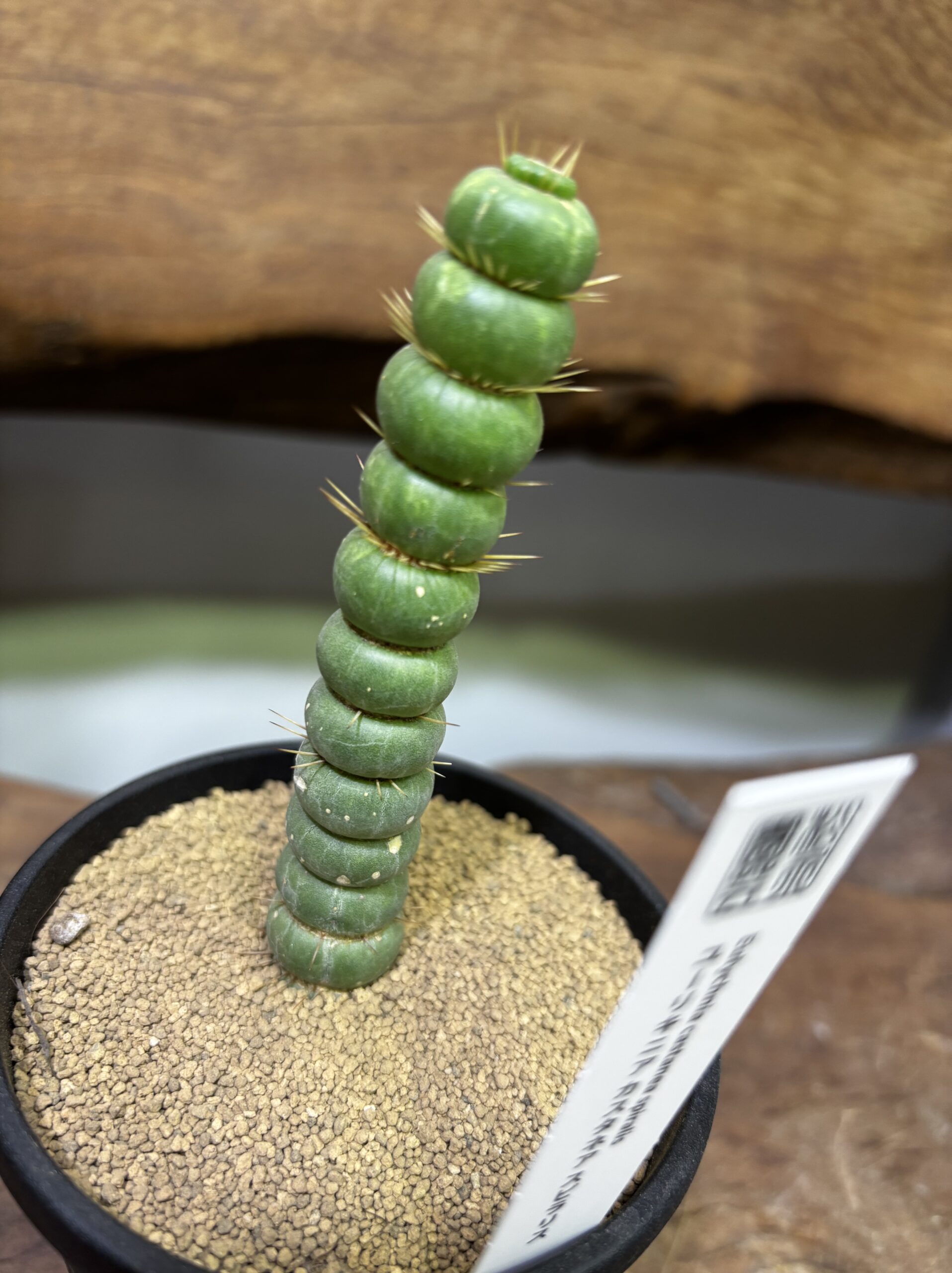 ユーリキニア・カスタネア・スピラリス 3.5号 - 画像 (4)