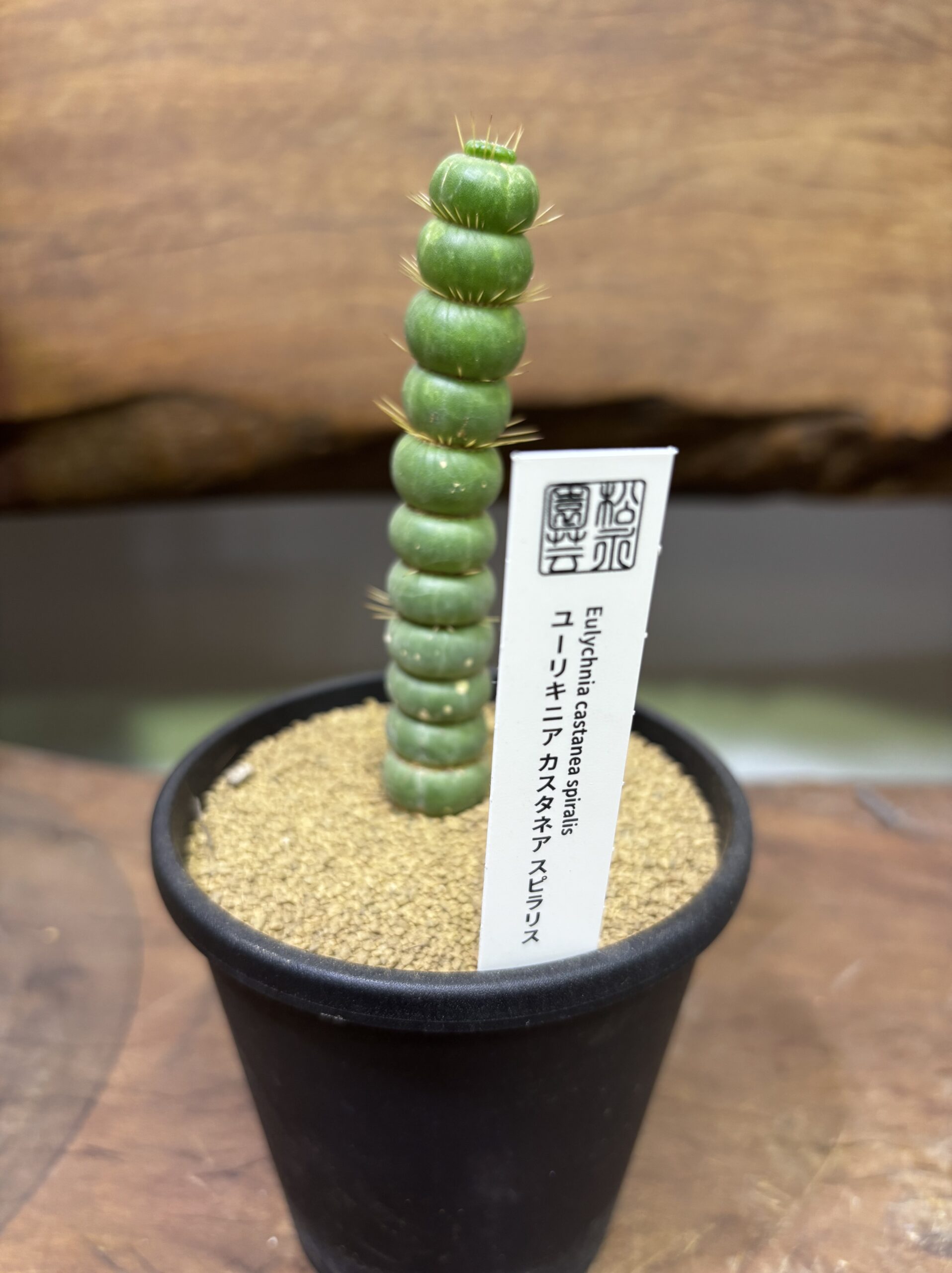 ユーリキニア・カスタネア・スピラリス 3.5号 - 画像 (5)