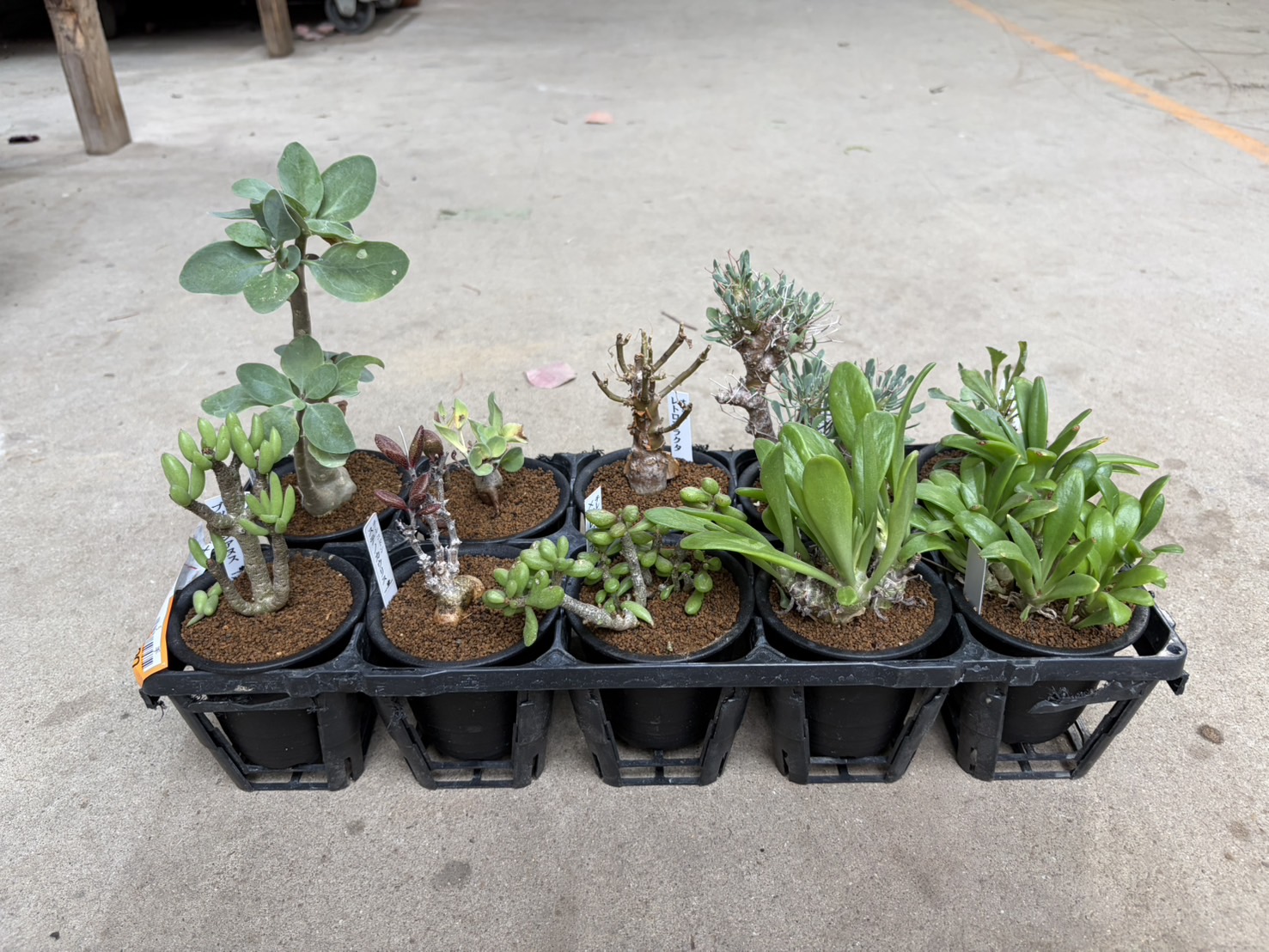 レア塊根(オトンナ/チレコドン)MIX 3号