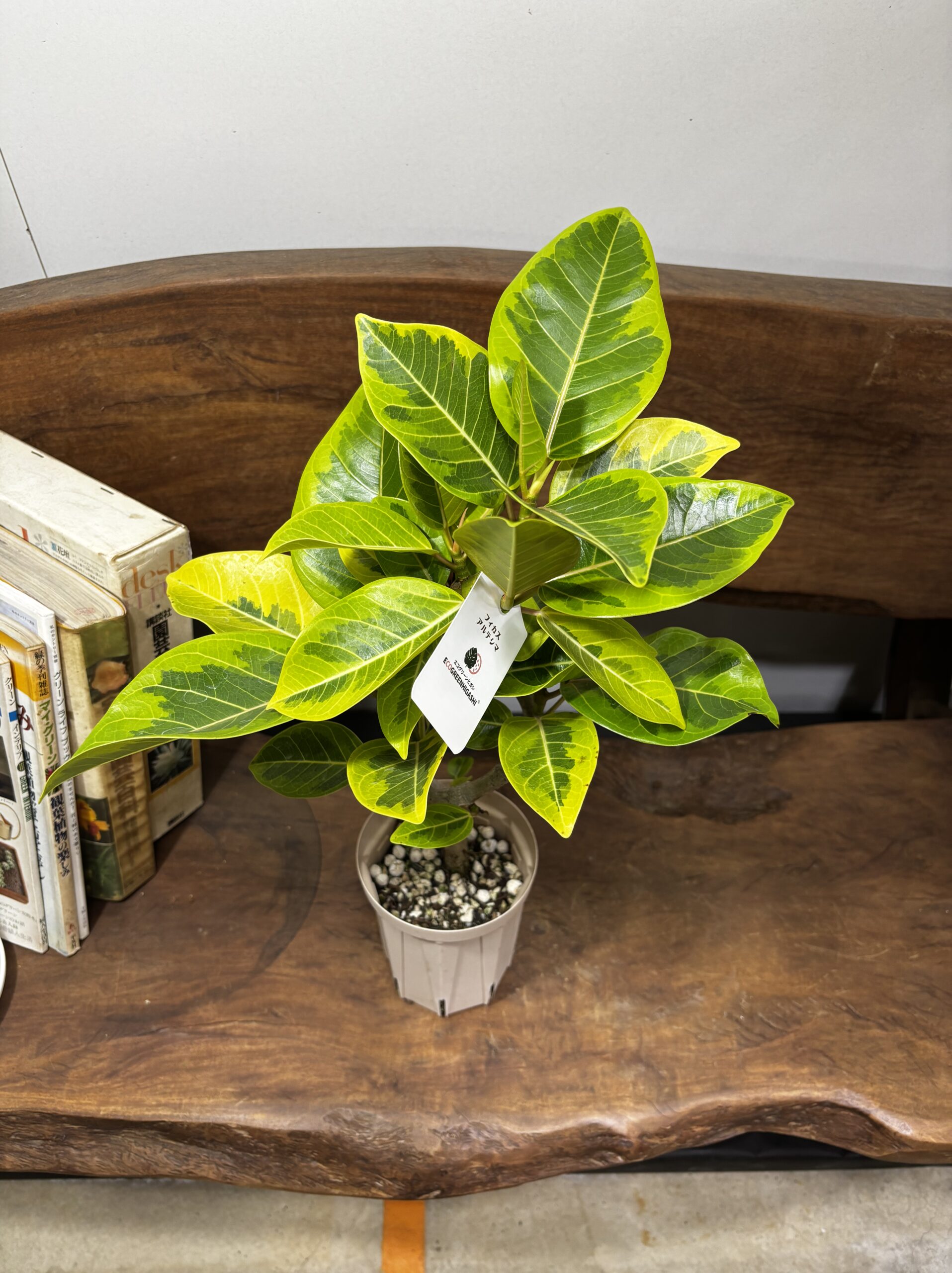 フィカス・アルテシーマ - 画像 (21)