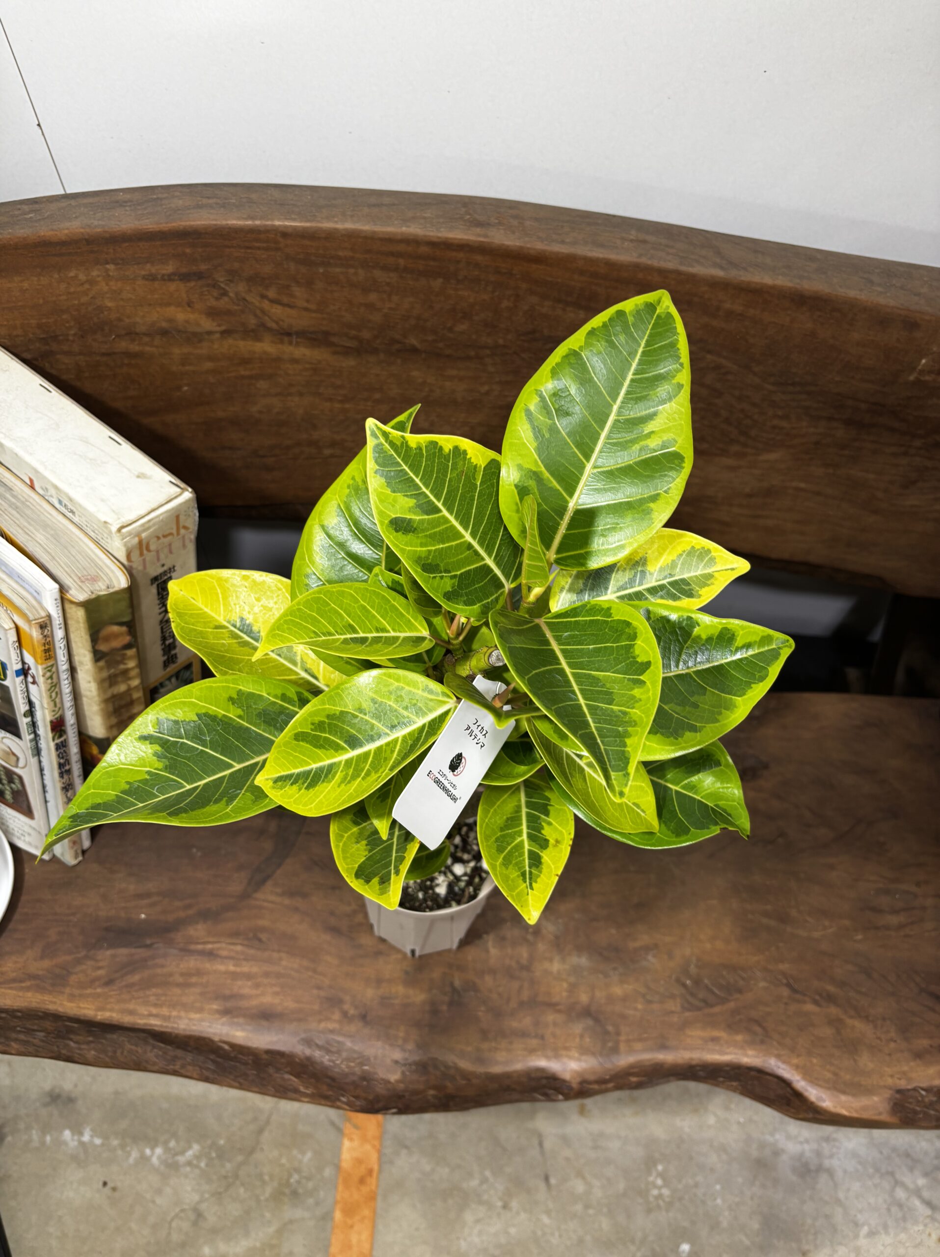 フィカス・アルテシーマ - 画像 (20)