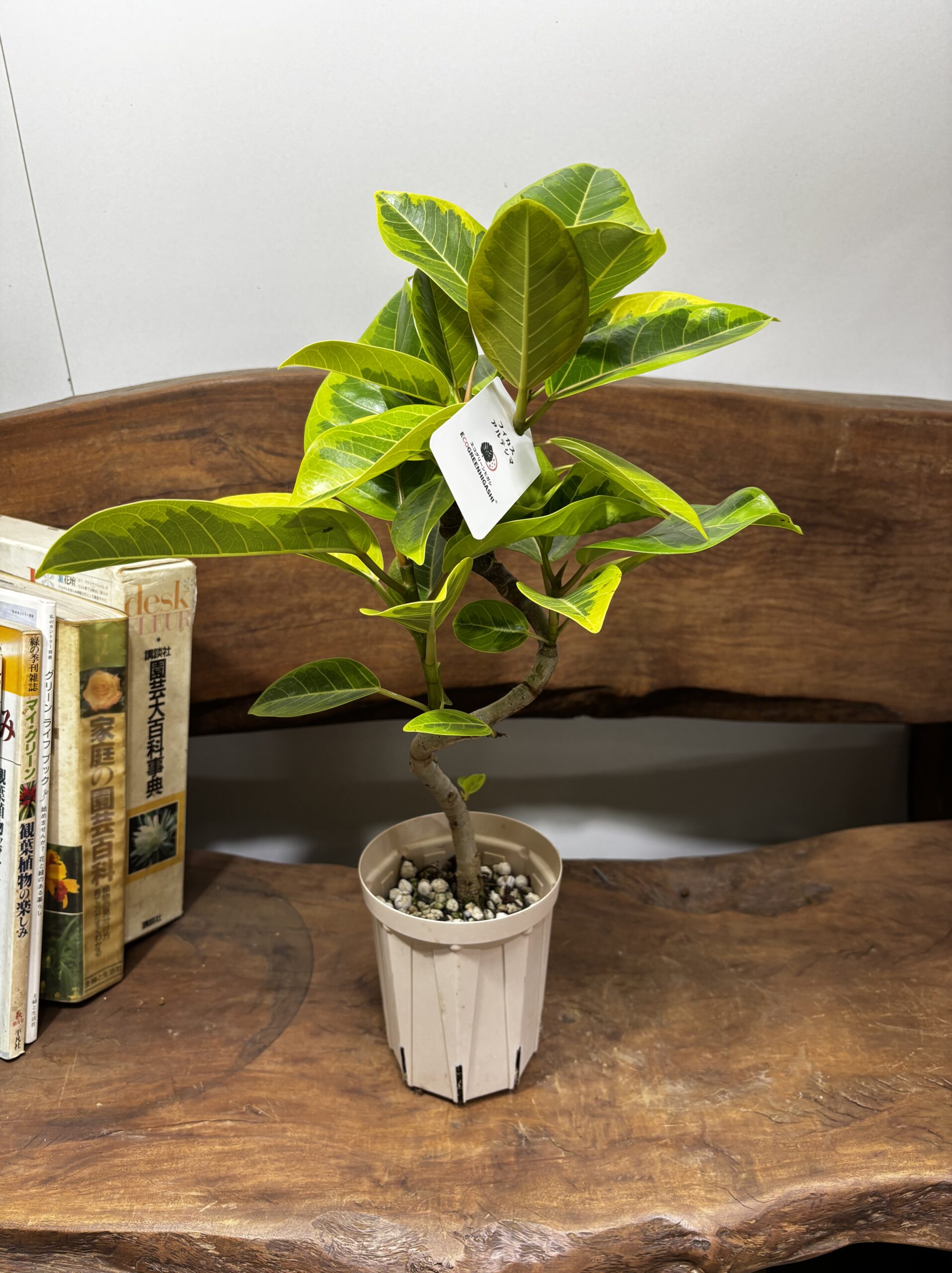 フィカス・アルテシーマ - 画像 (19)