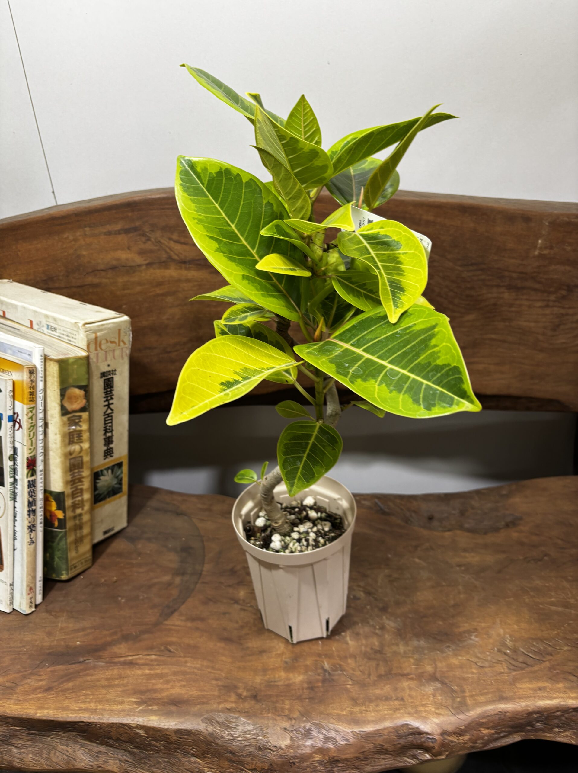 フィカス・アルテシーマ - 画像 (18)