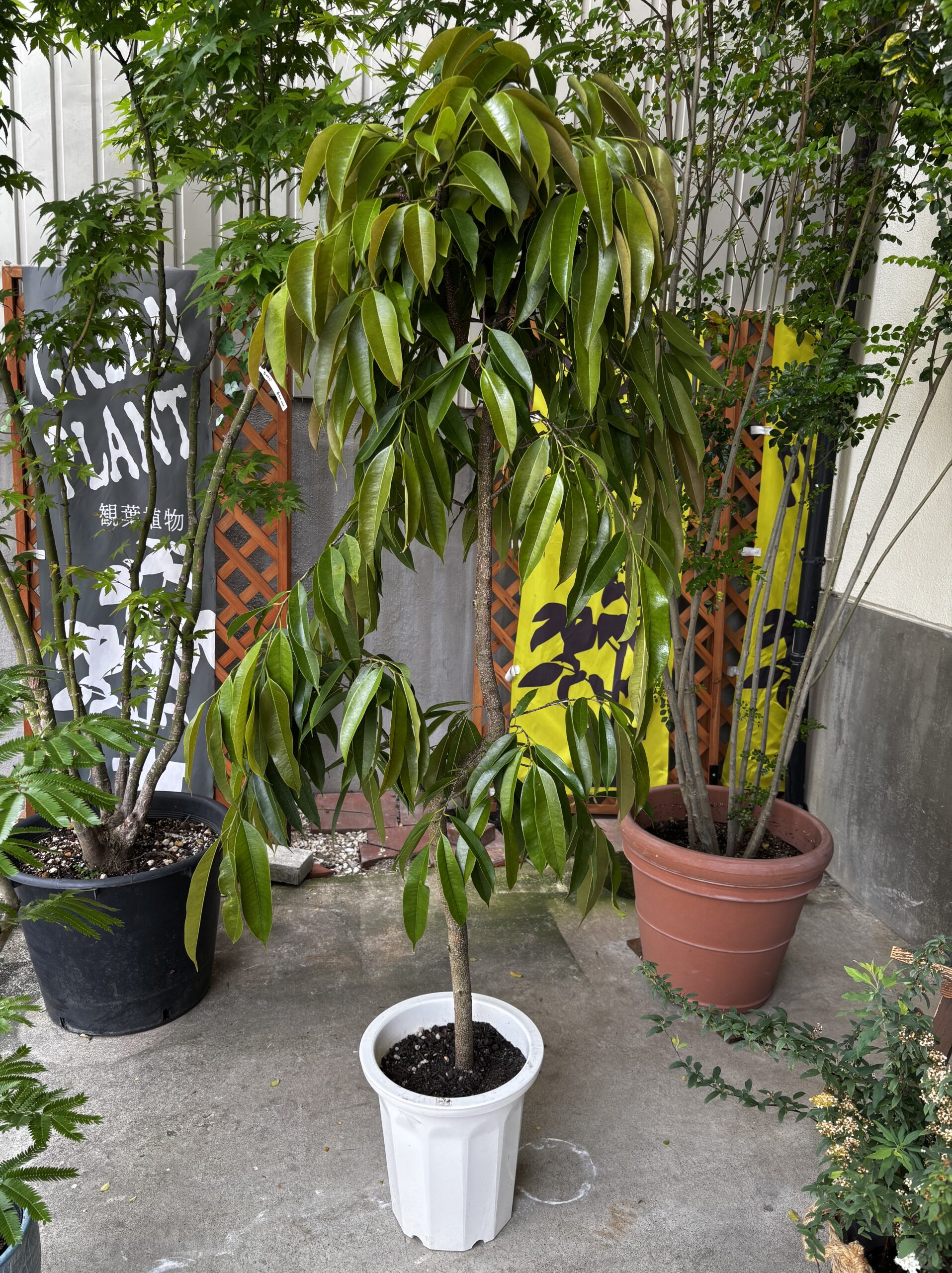 フィカス・アムステルダム 尺鉢