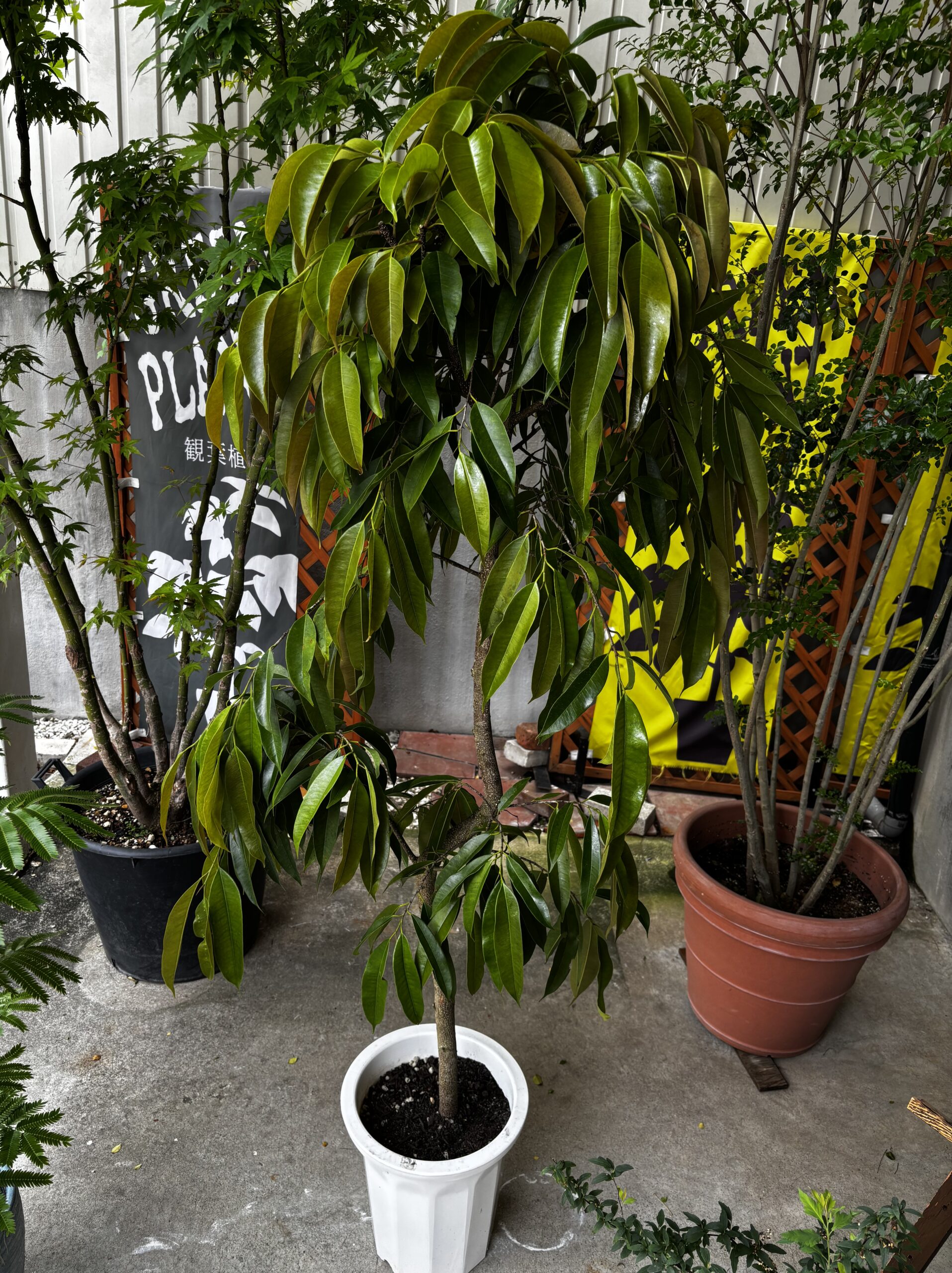 フィカス・アムステルダム 尺鉢 - 画像 (2)