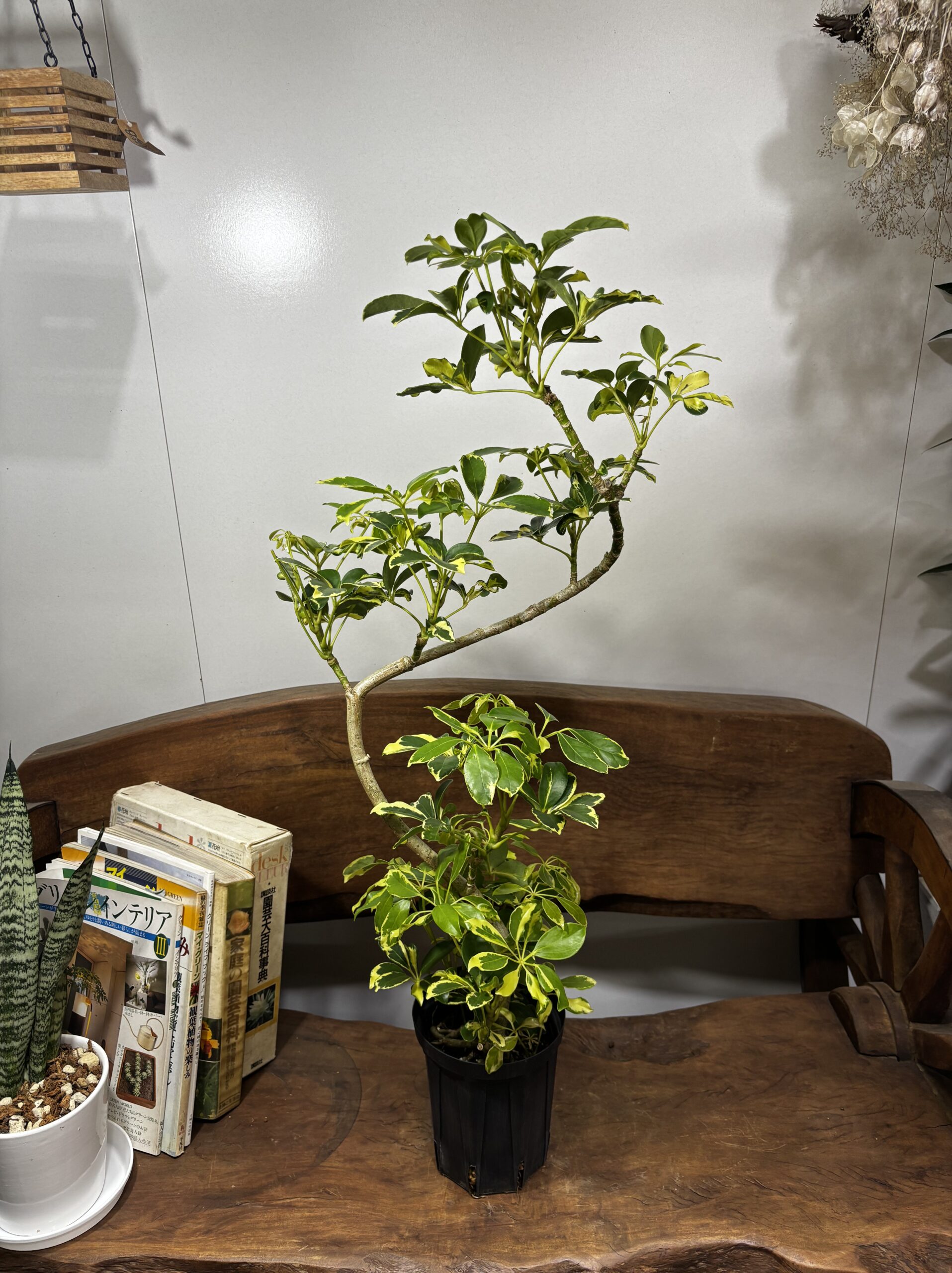 シェフレラ・ウォルシー 曲がり 5号 - 画像 (4)