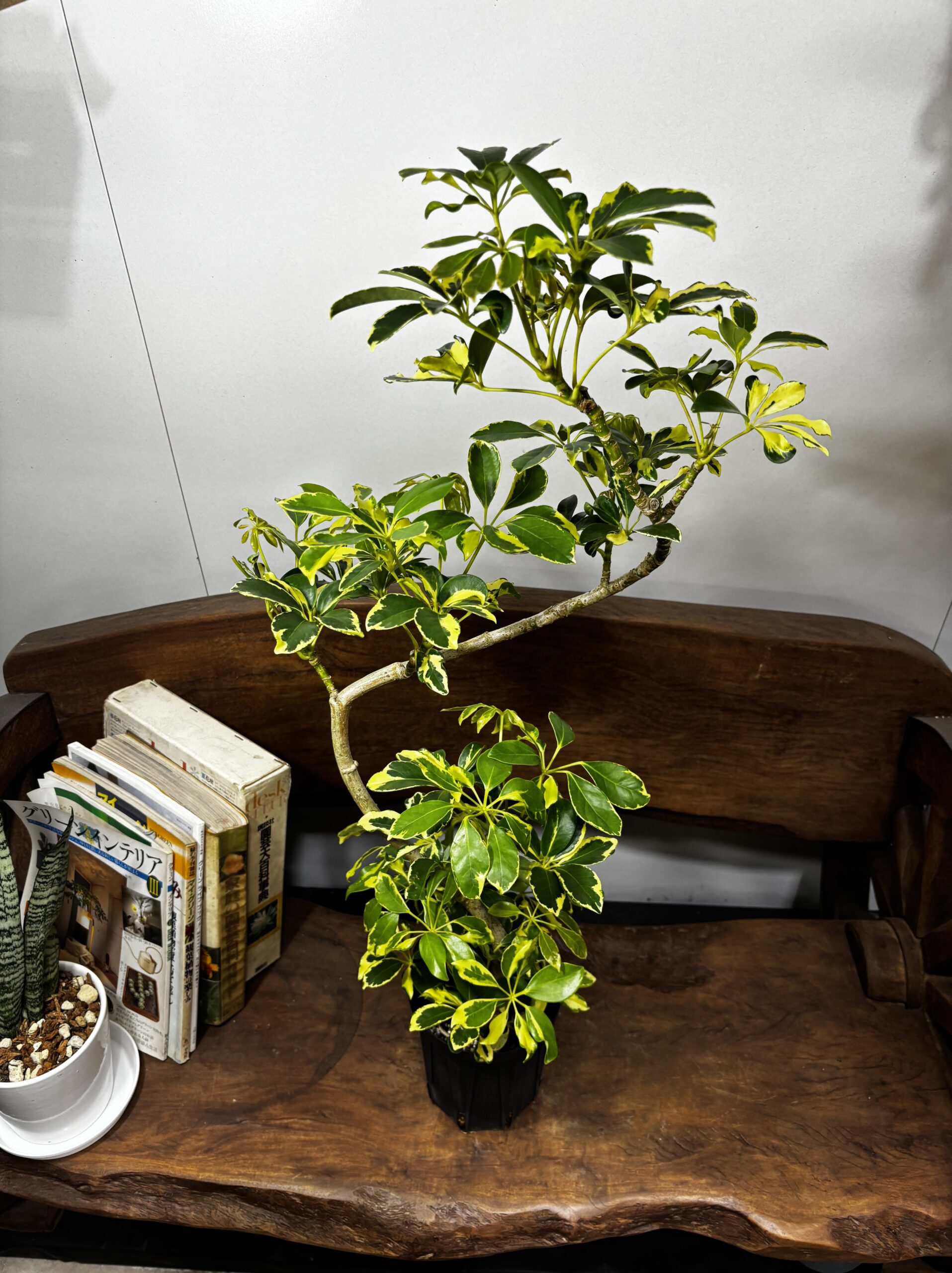 シェフレラ・ウォルシー 曲がり 5号 - 画像 (3)