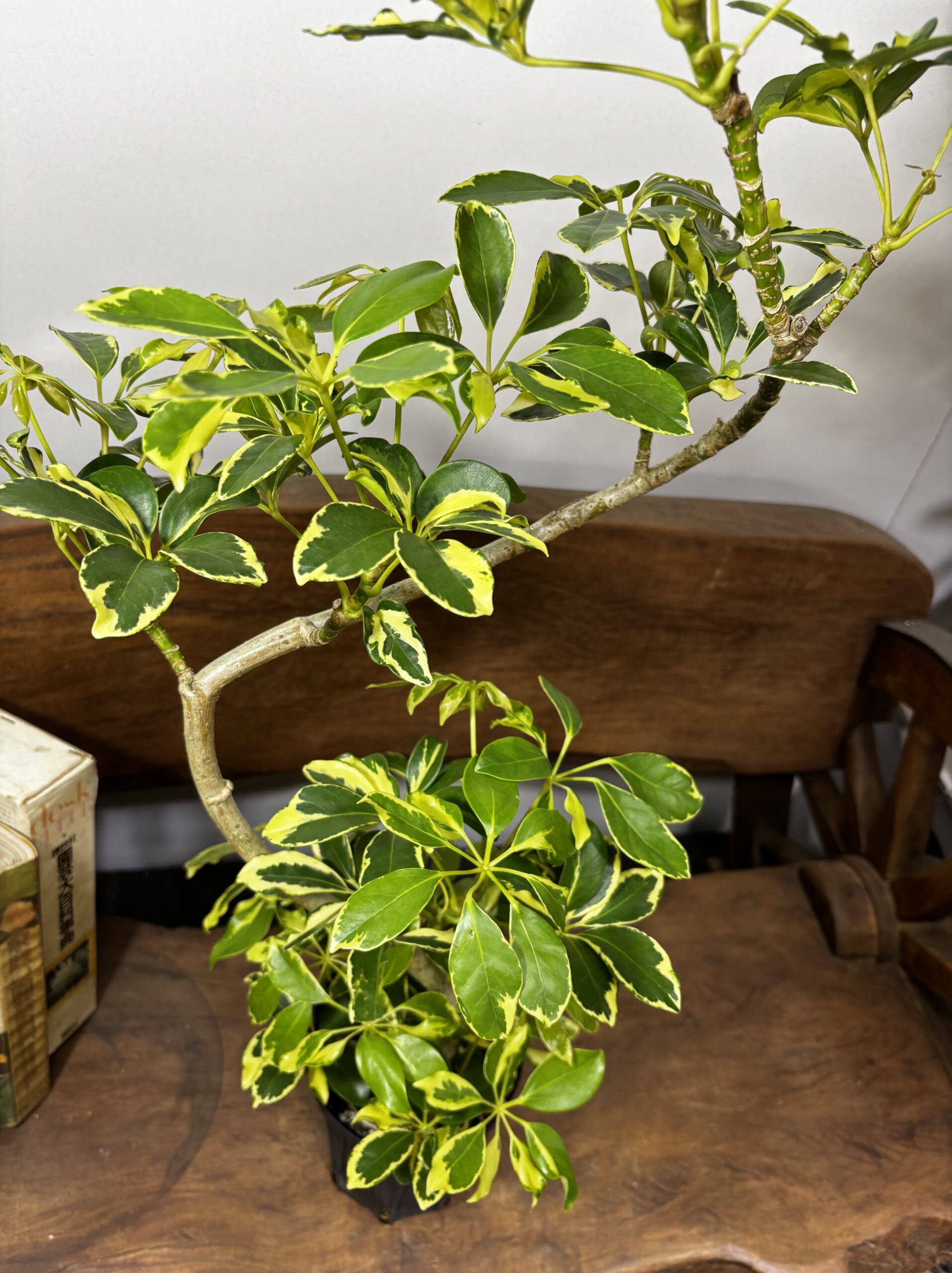 シェフレラ・ウォルシー 曲がり 5号 - 画像 (2)