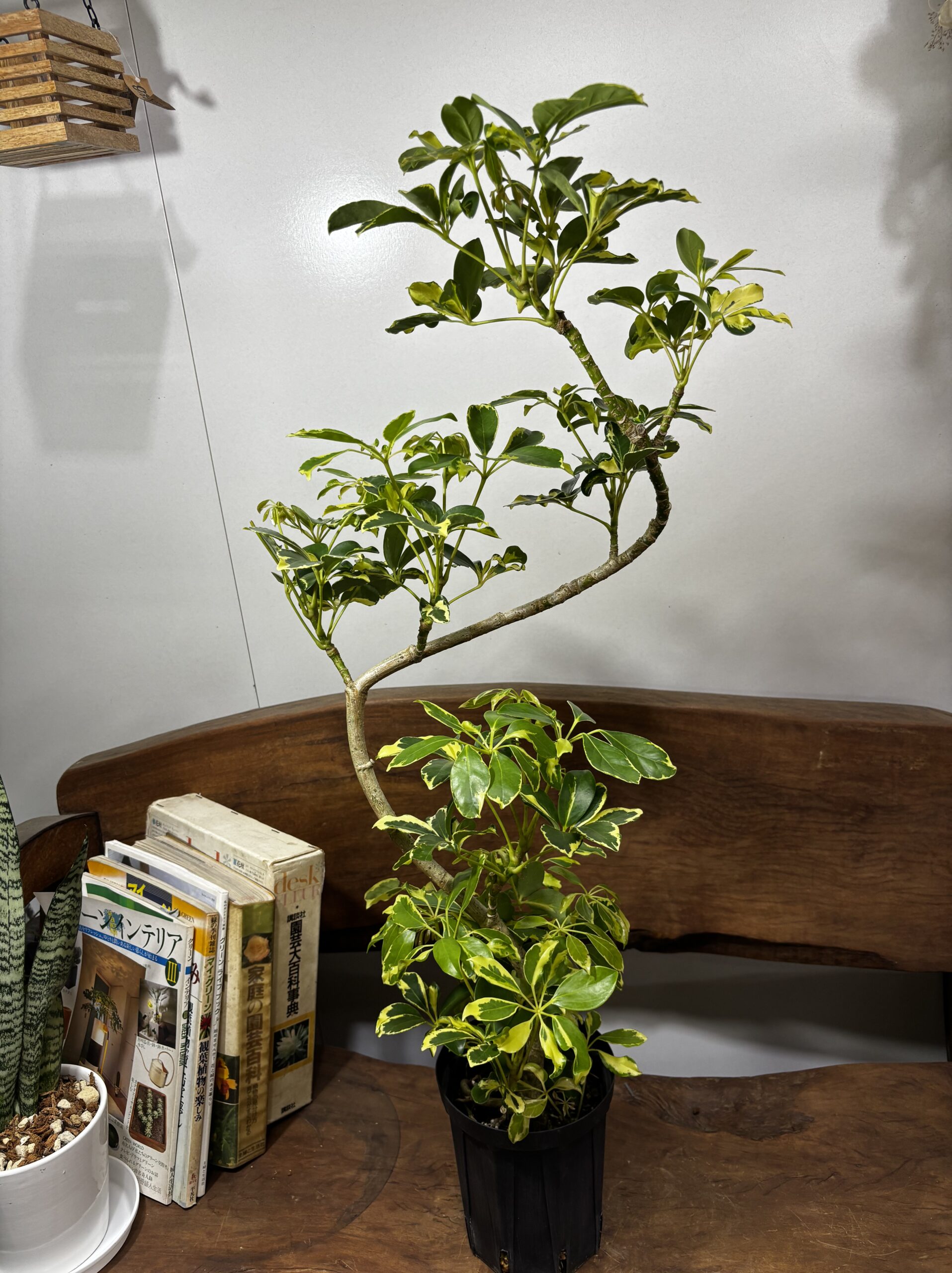 シェフレラ・ウォルシー 曲がり 5号