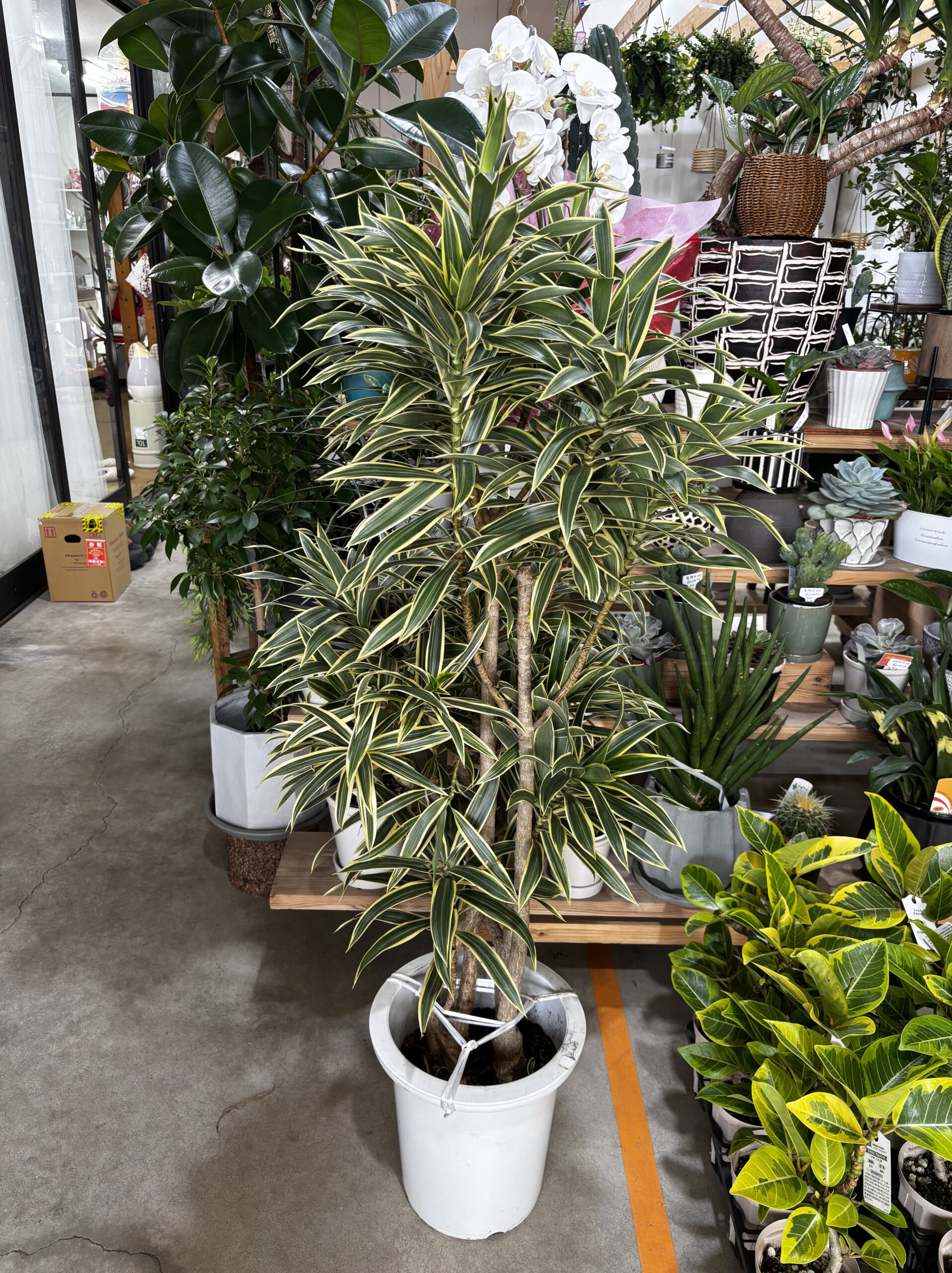 ドラセナ・グリーンソング 9号 - 画像 (4)