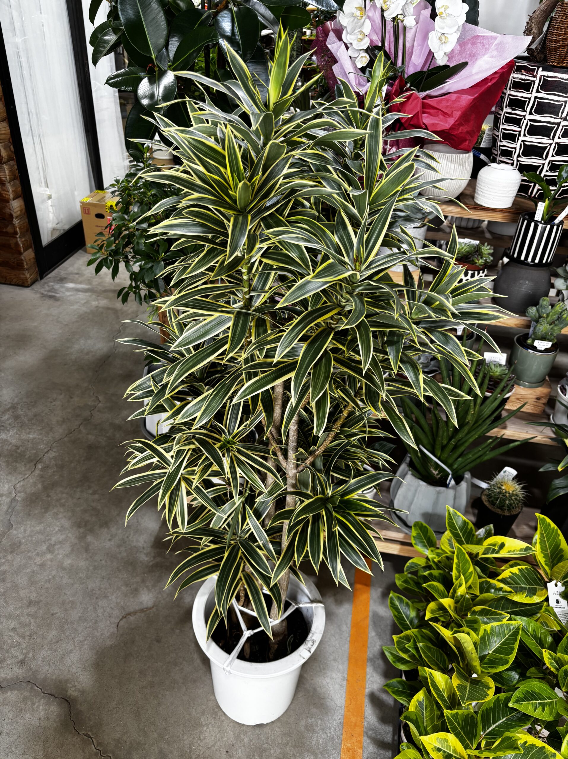 ドラセナ・グリーンソング 9号