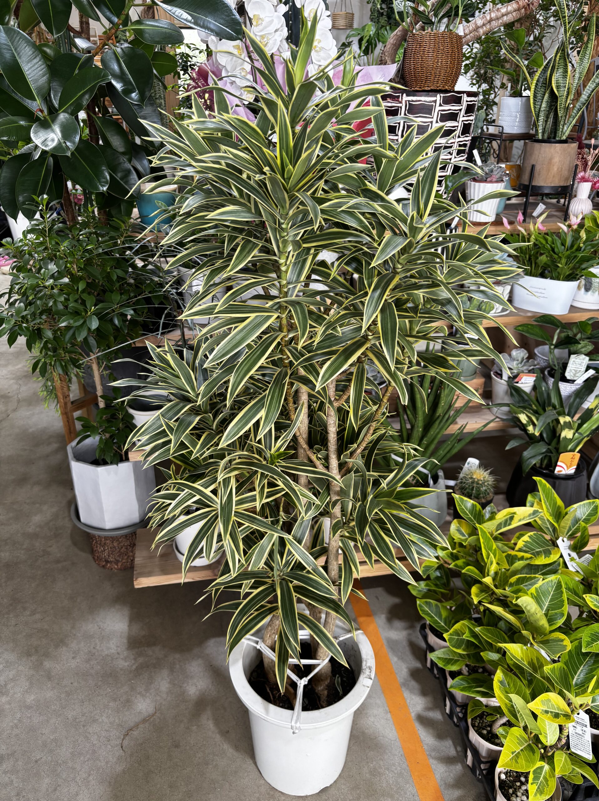 ドラセナ・グリーンソング 9号 - 画像 (3)