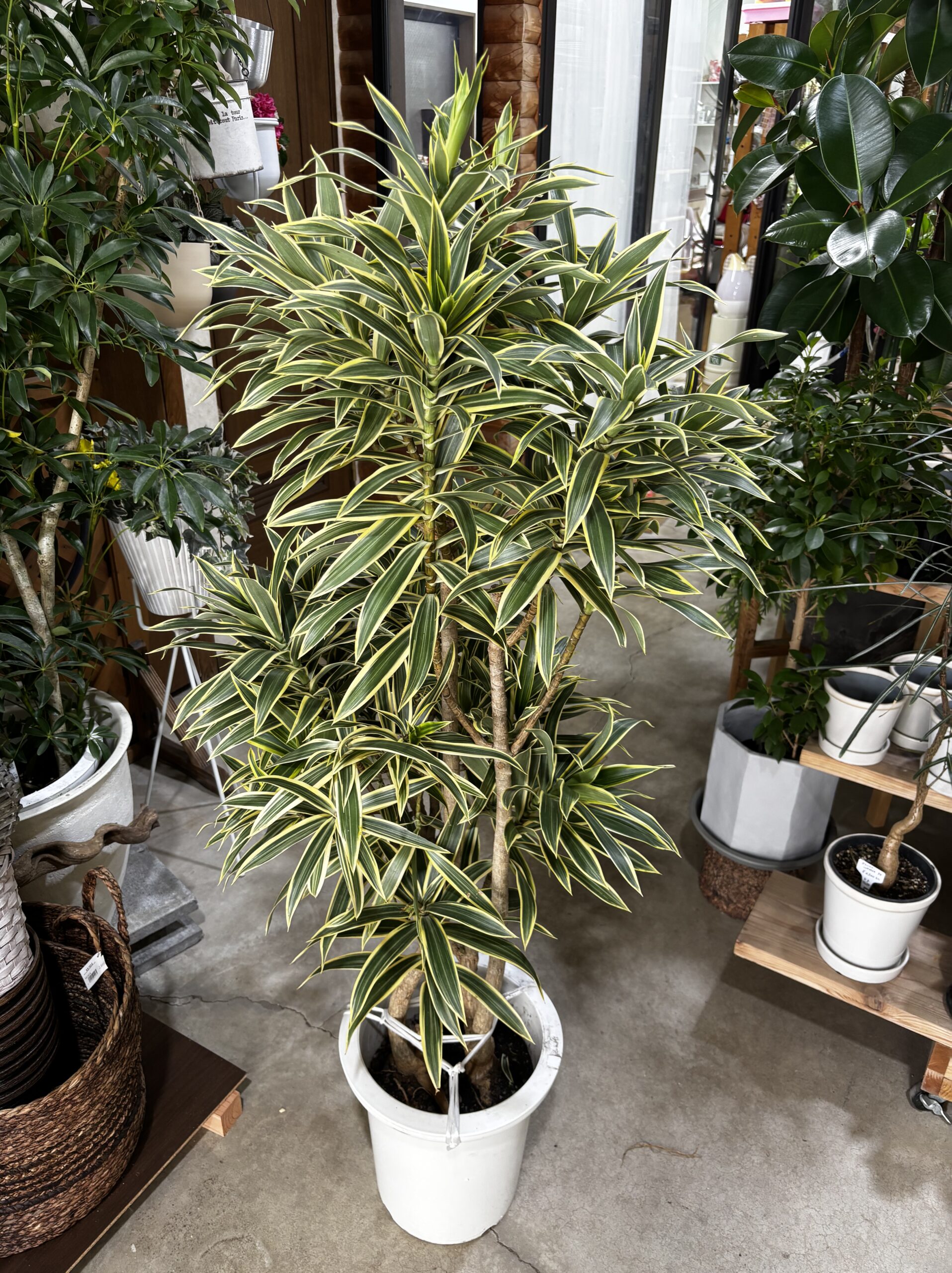 ドラセナ・グリーンソング 9号 - 画像 (2)