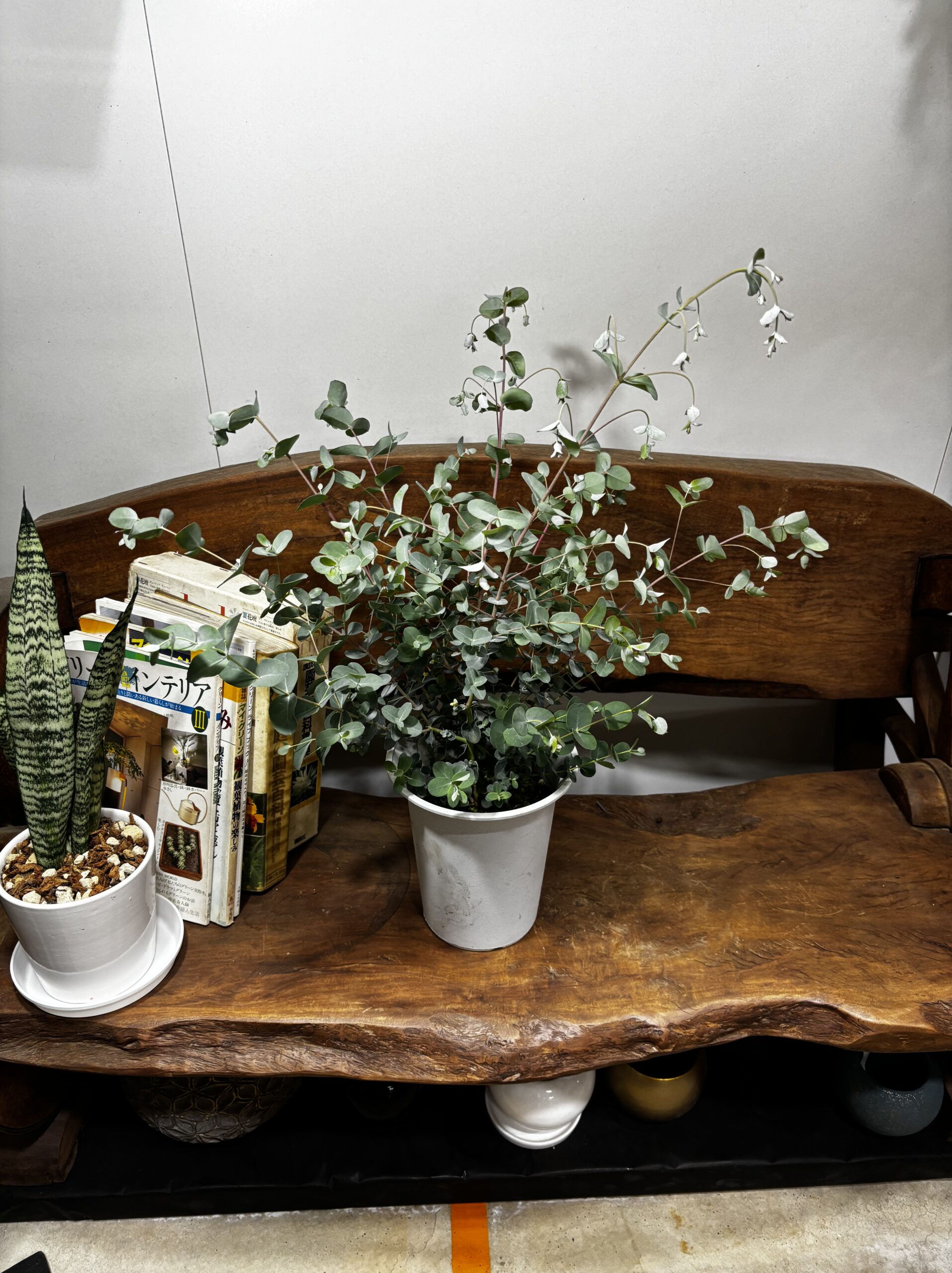 ユーカリ・グニー 6号